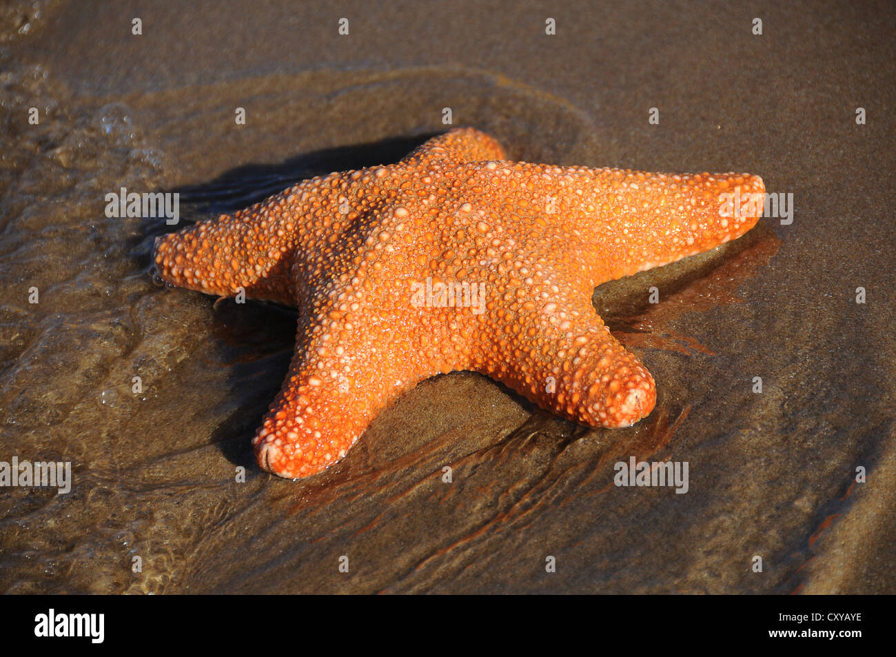 Starfish (Asteroidea), playa, Stalida, Stalis, Creta, Grecia, Europa Foto de stock