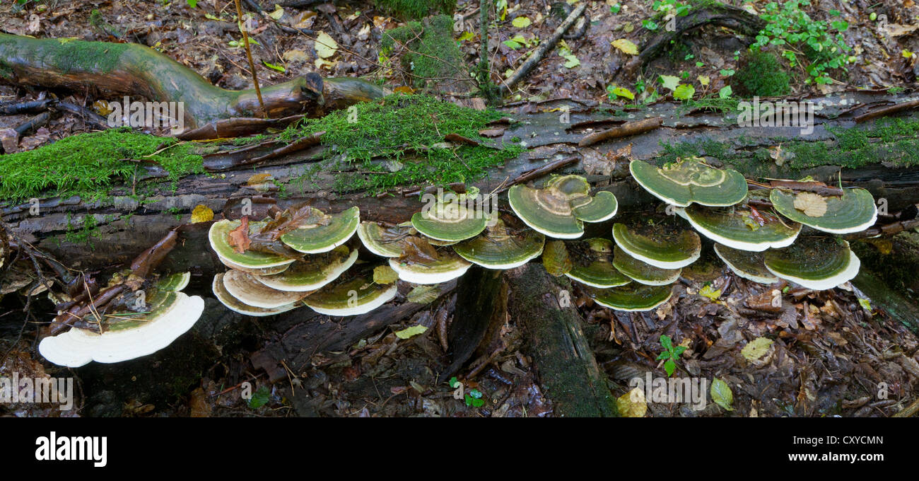 Árbol roto moss envuelta con un gran montón de Polypore hongos a finales del verano Foto de stock