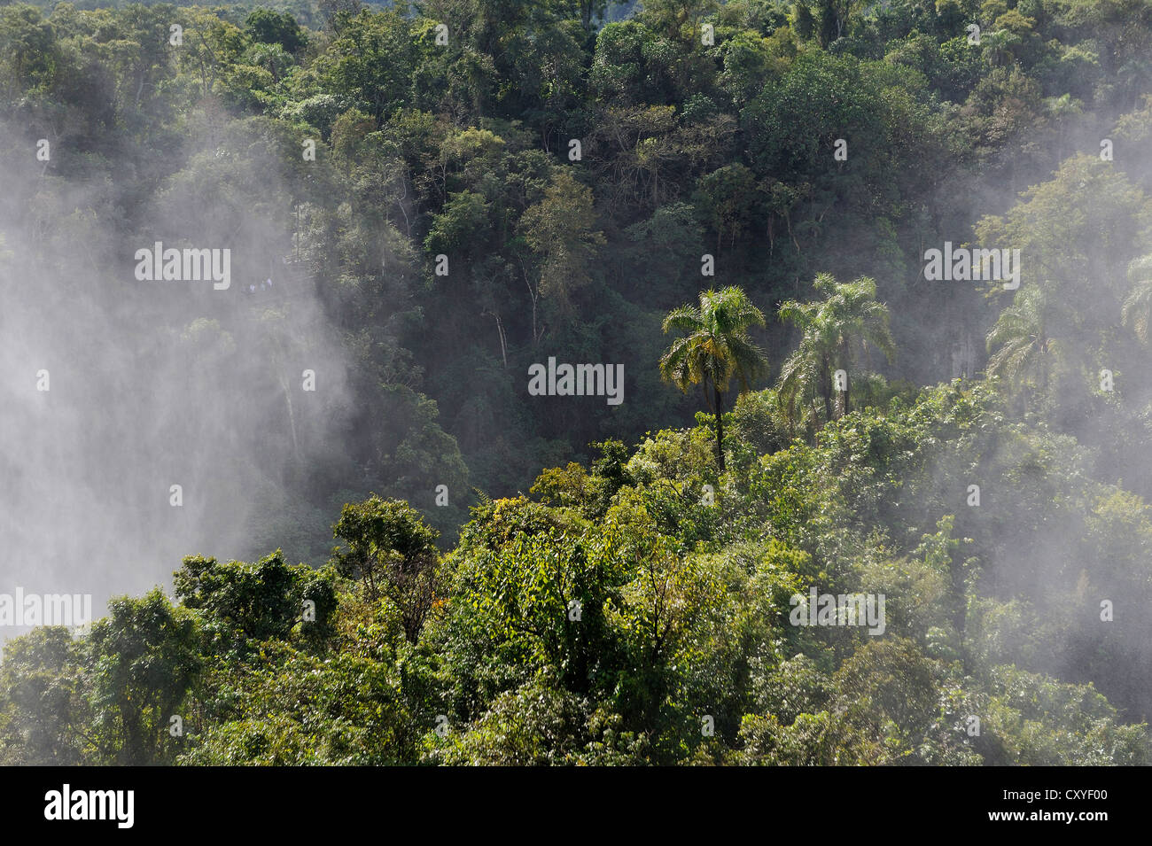 Spray cubriendo el bosque lluvioso, o Iguazú Iguazú Falls, Sitio del Patrimonio Mundial de la UNESCO, en la frontera de Brasil y Argentina Foto de stock