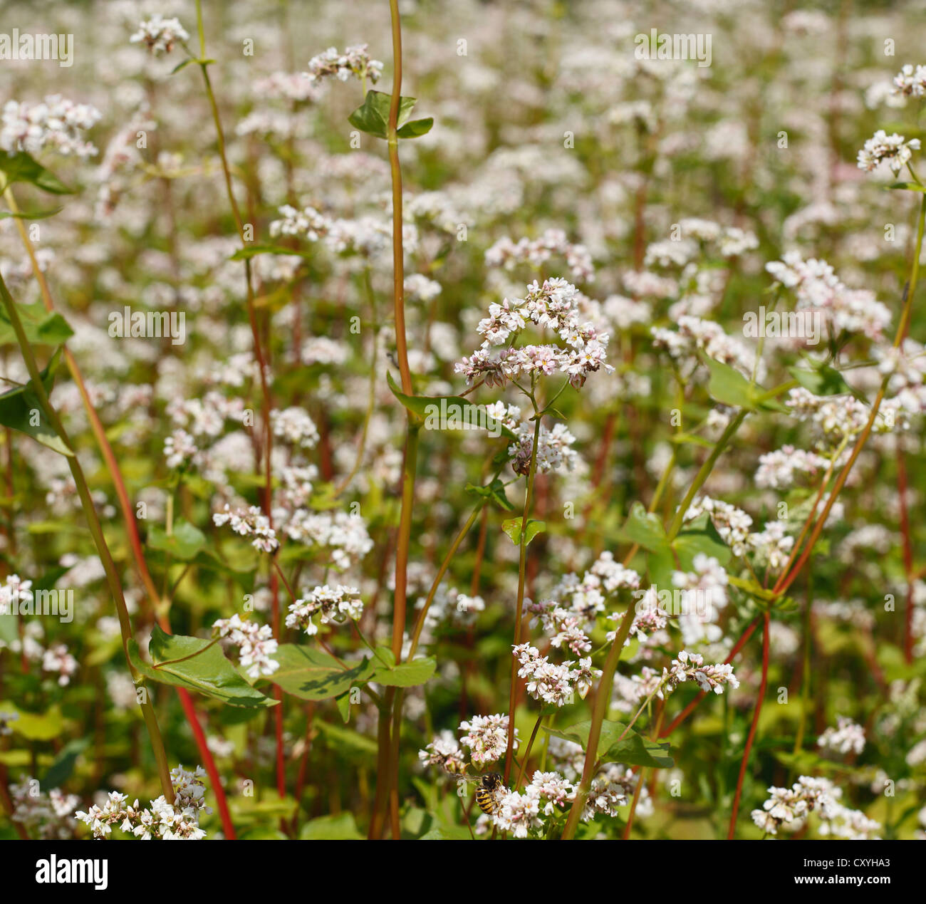 Comunes de alforfón (Fagopyrum esculentum), floración, Franconia, Baviera Foto de stock