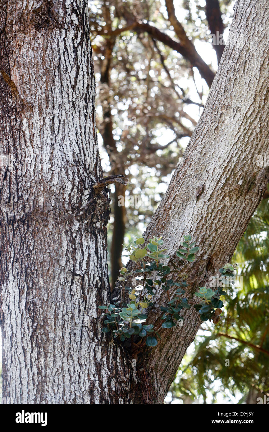 La simbiosis entre el árbol Koa (Acacia koa) y Ohia Lehua flores (Metrosideros polymorpha), Parque Nacional de Los Volcanes de Hawaii. Foto de stock
