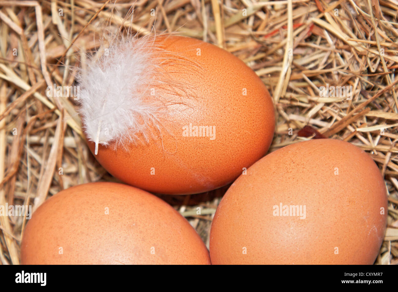 Los huevos de pollo, huevos orgánicos, con plumas, huevos de gallinas free run Foto de stock