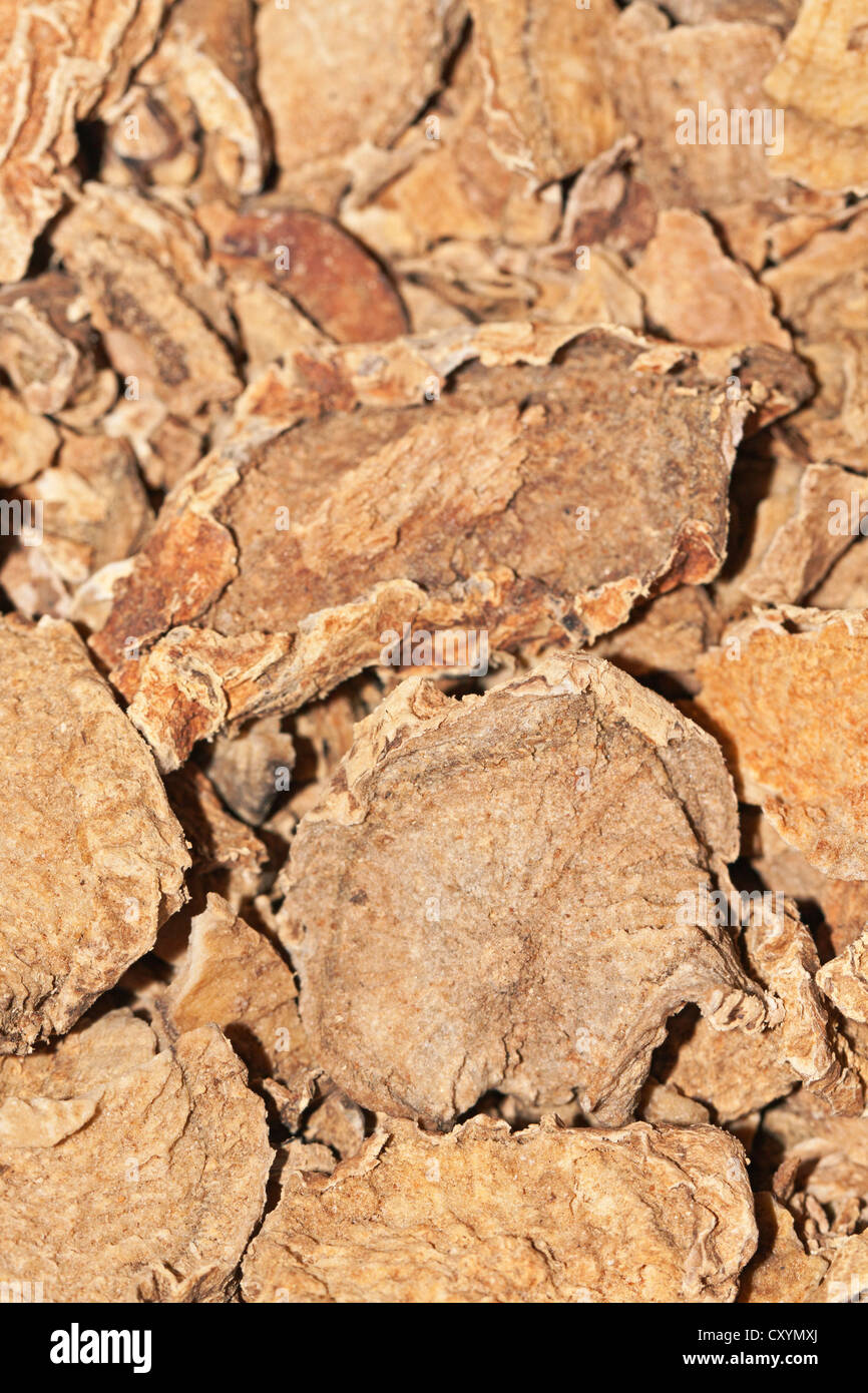 La garra del diablo (Harpagophytum procumbens), plantas medicinales
