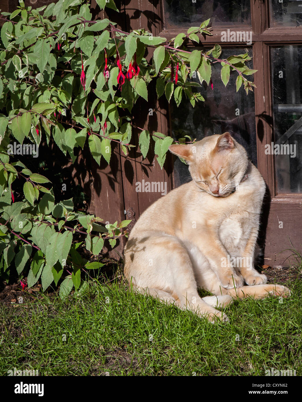 Un gato birmano rojo dormitando bajo el sol junto a una barraca del jardín en un jardín. Foto de stock