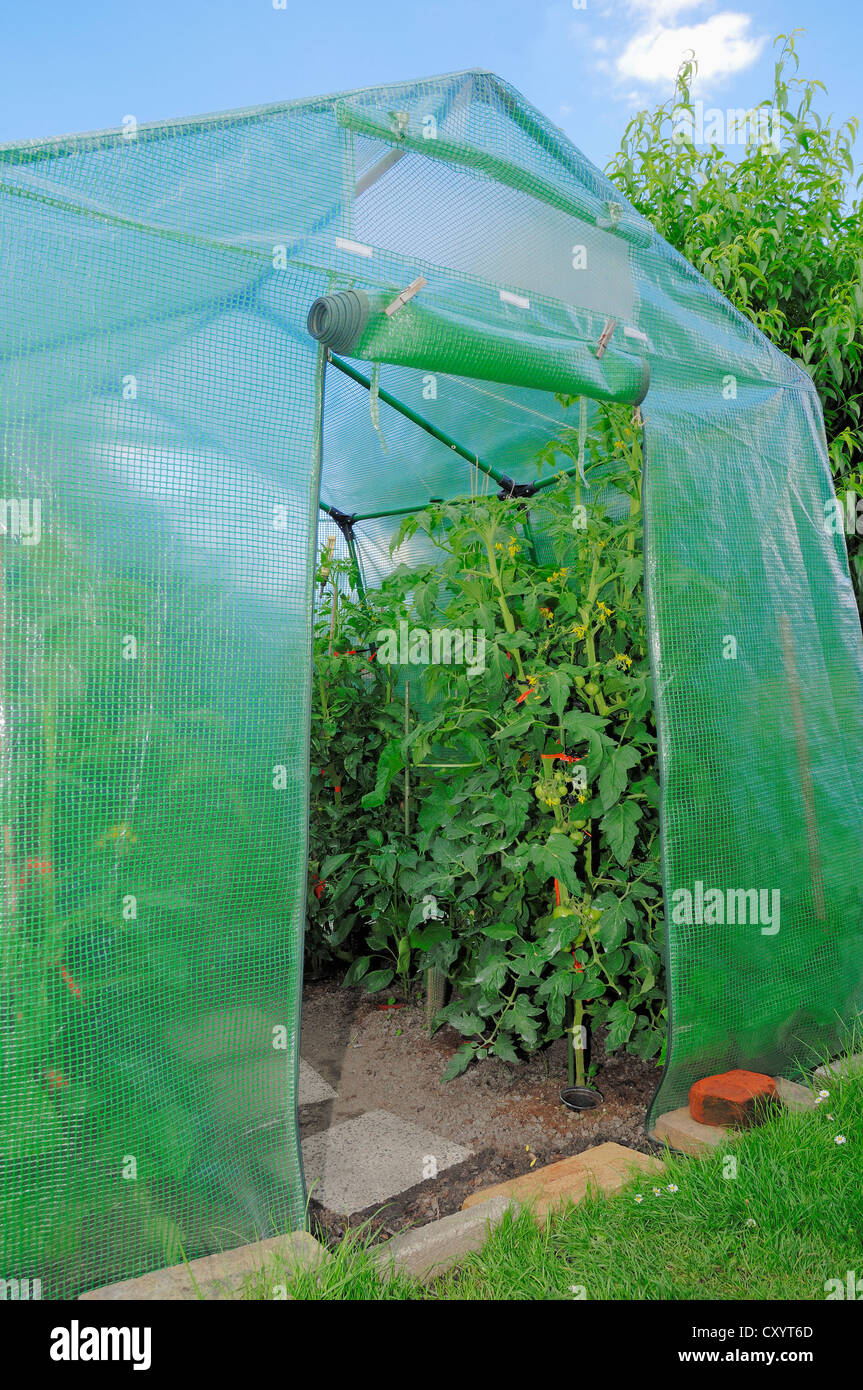 Las plantas de tomate (Solanum lycopersicum), dentro de los invernaderos, Renania del Norte-Westfalia Foto de stock