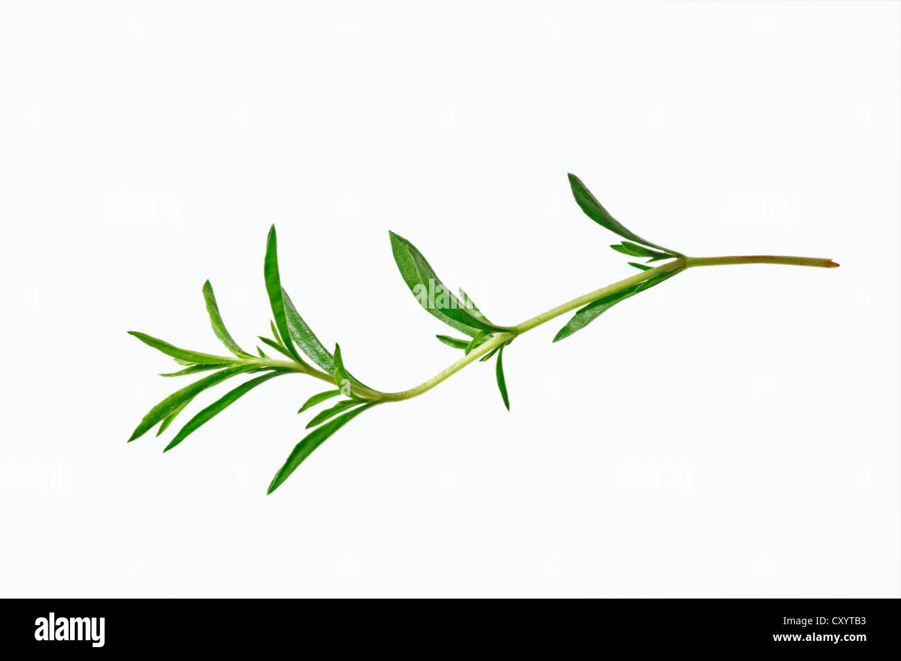 Invierno sabroso (Satureja montana), que se encuentra en el sur de Europa, cultivada como planta de especias Foto de stock