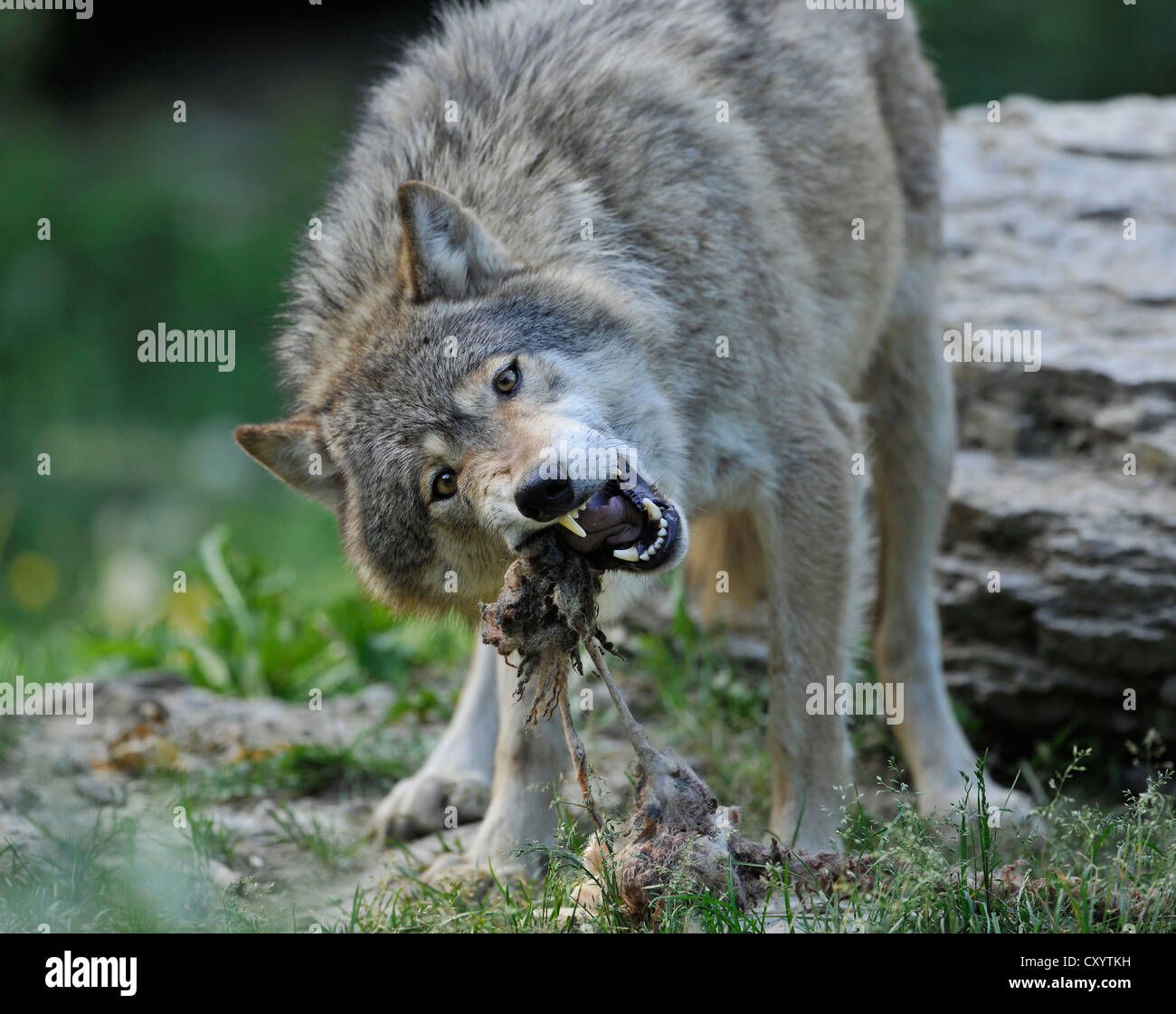 El lobo (Canis lupus) comer su presa, en un receptáculo, Baja Sajonia Foto de stock