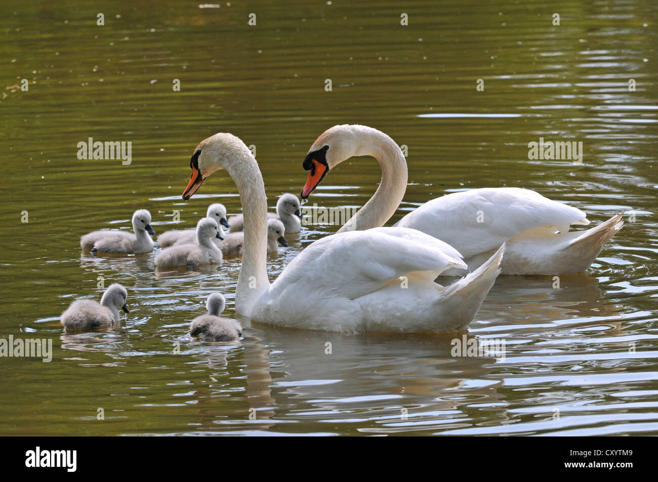 Silenciar los cisnes (Cygnus olor), dos aves adultas con pollitos, estanques, Turingia Plothener Foto de stock