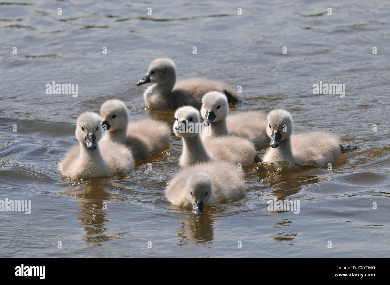 Silenciar los cisnes (Cygnus olor), pollitos Plothener estanques, Turingia Foto de stock