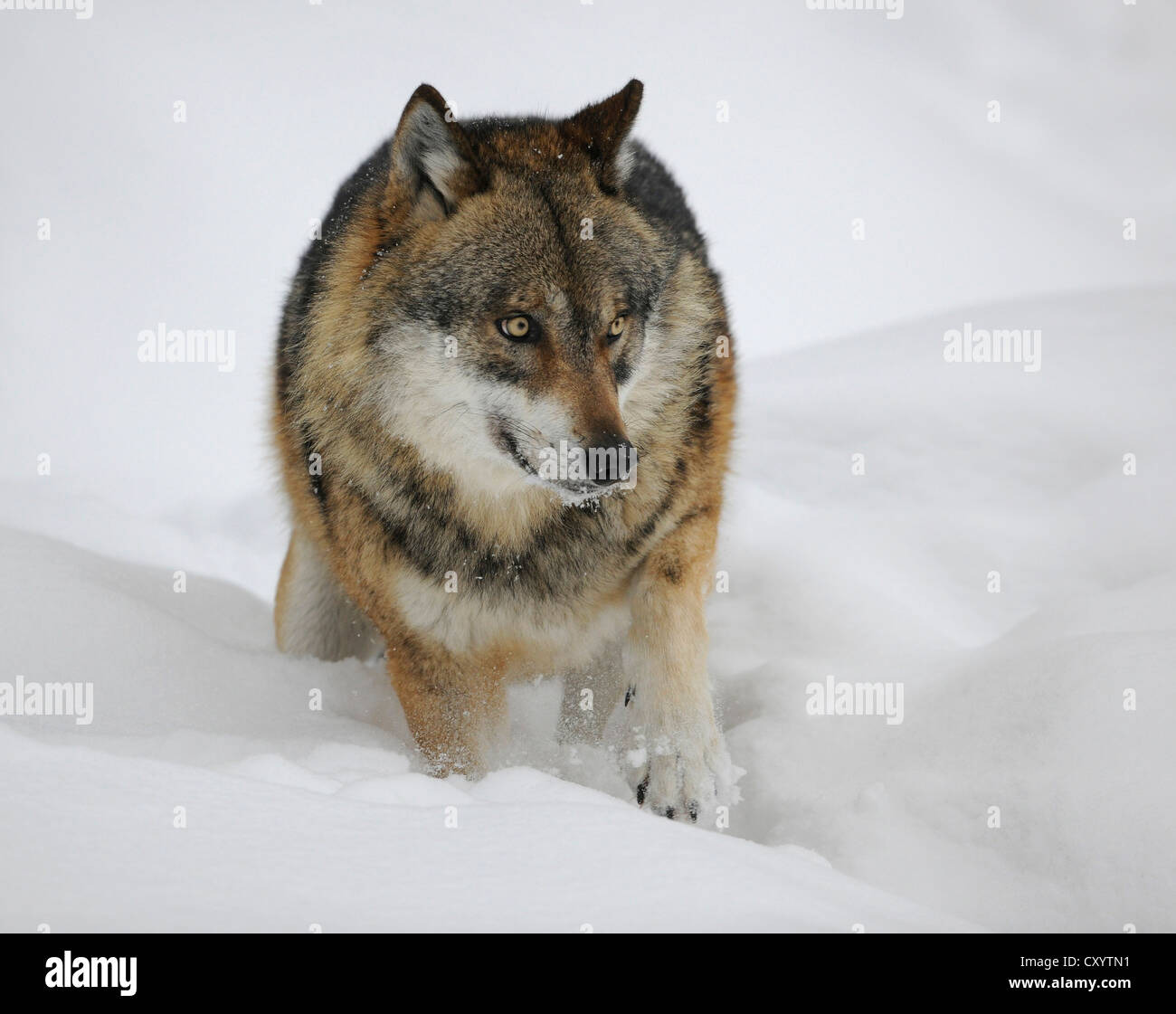El lobo (Canis lupus) en la nieve, en una zona cerrada del Parque Nacional del Bosque Bávaro, Baviera Foto de stock