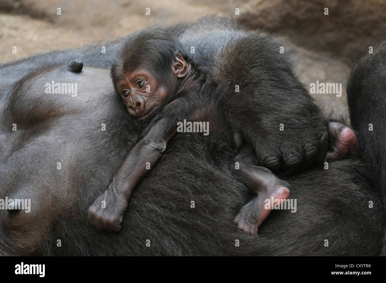 Gorila de las tierras bajas occidentales (Gorilla gorilla gorilla), bebe durmiendo en el vientre de su madre, cautiva, especies africanas Foto de stock