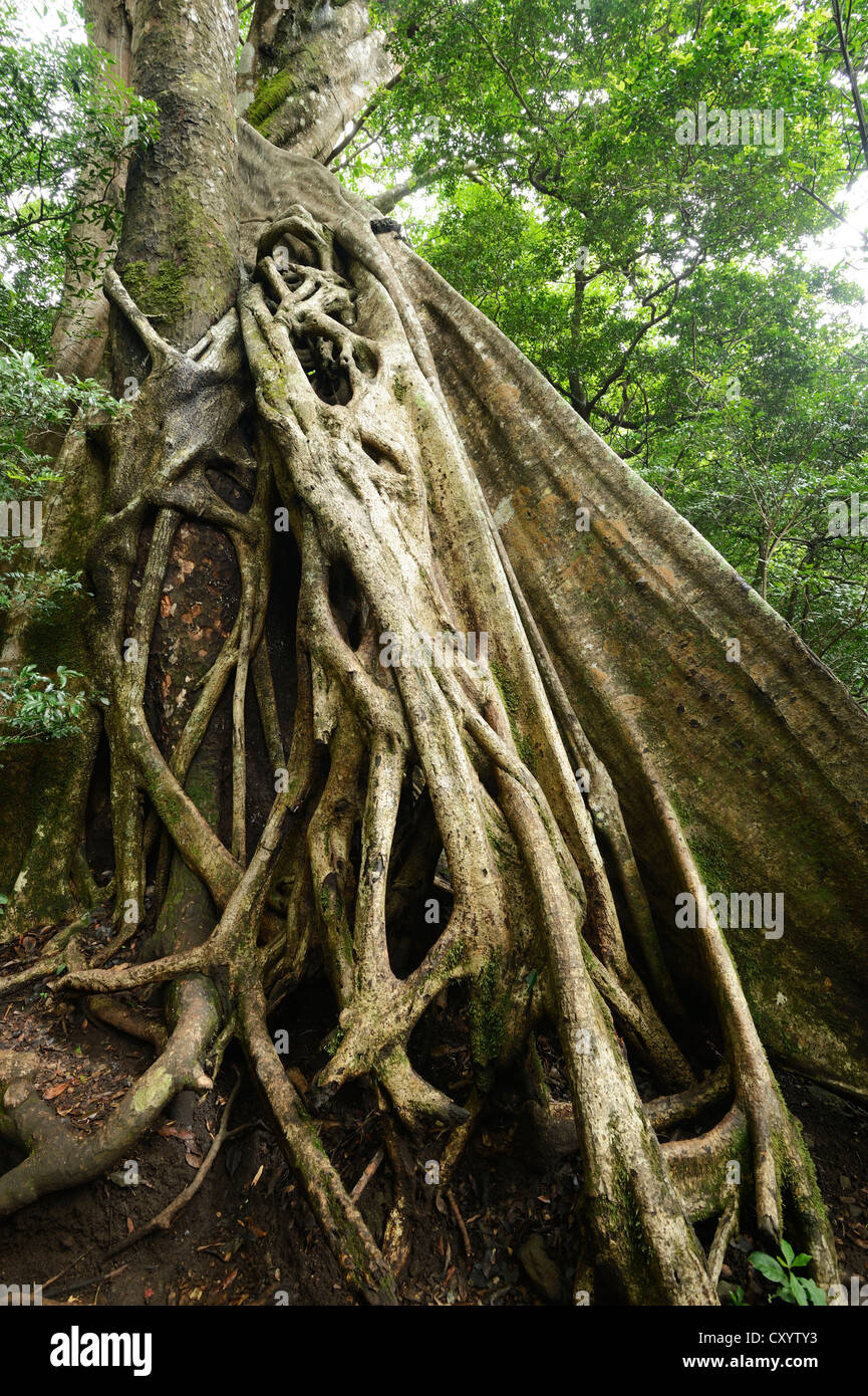 Reforzar las raíces de la higuera (Ficus extraño subgénero Urostigma) en el Parque Nacional Rincón de La Vieja, Guanacaste, Costa Rica Foto de stock