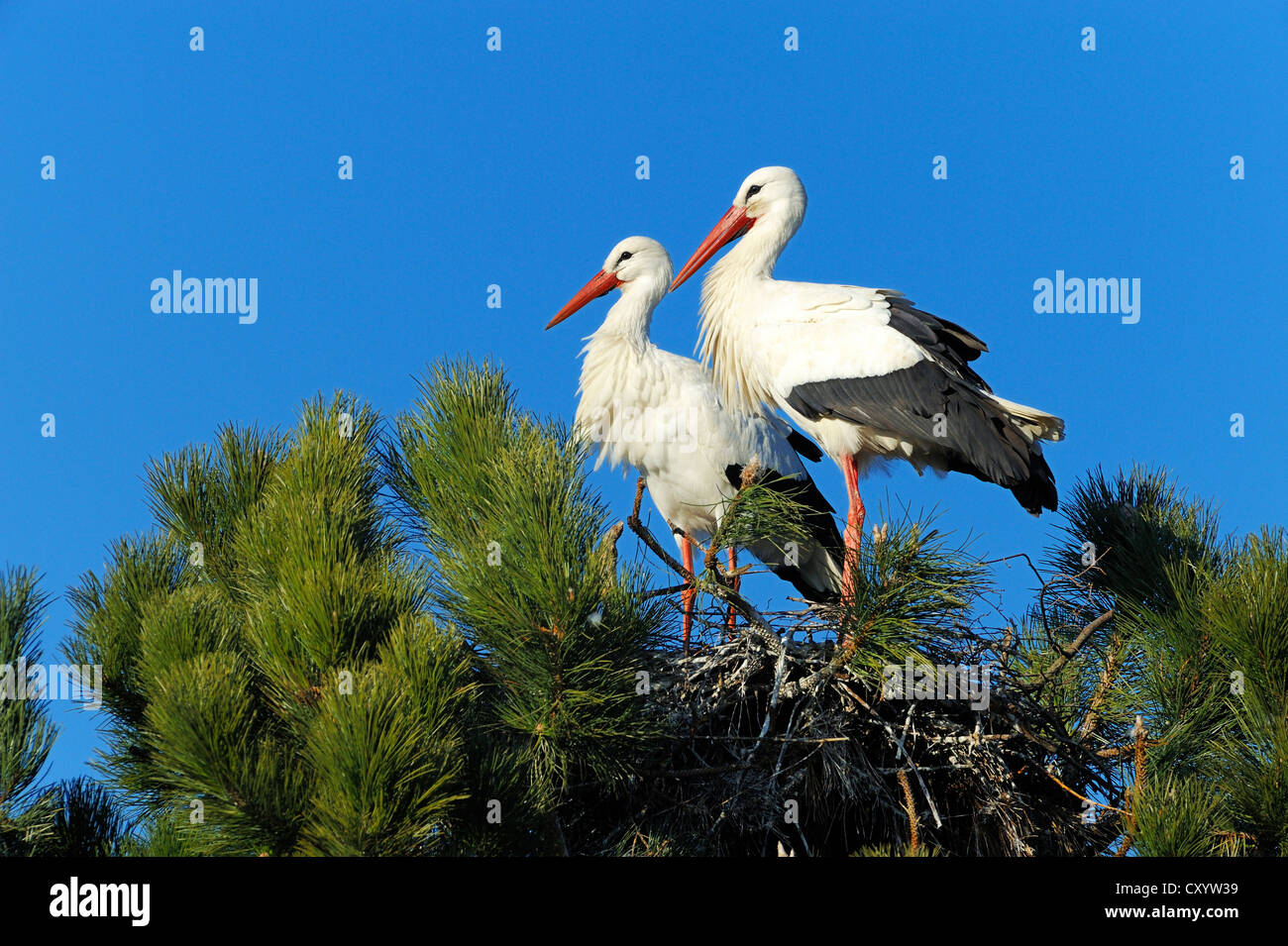 Cigüeñas blancas (Ciconia ciconia) sentados en un nido, Muri, Suiza, Europa Foto de stock