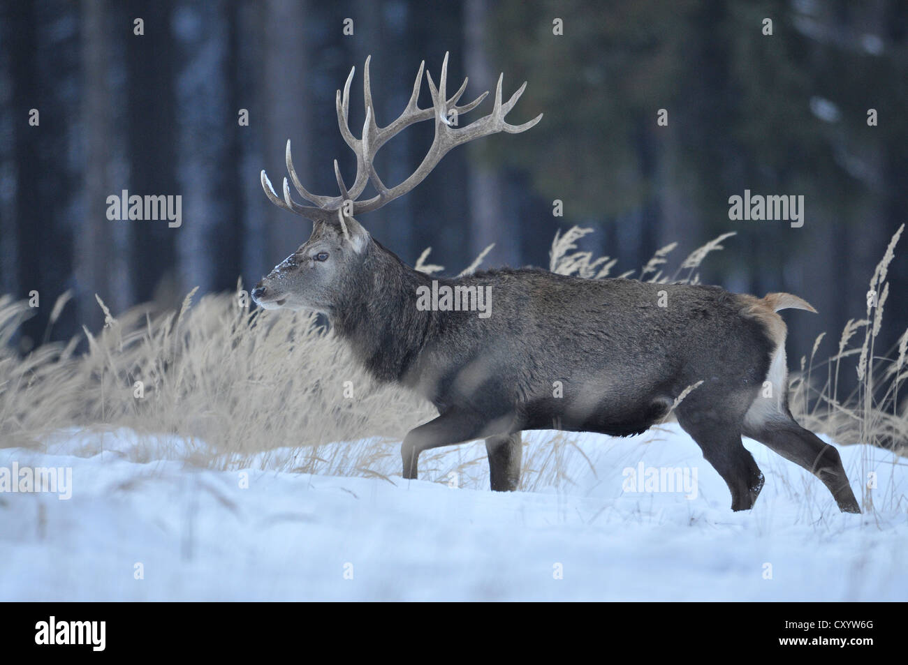 Ciervo rojo (Cervus elaphus), con cubierta de invierno, abrigo de invierno, en la nieve, reserva de caza, el estado de Baja Sajonia, PublicGround Foto de stock
