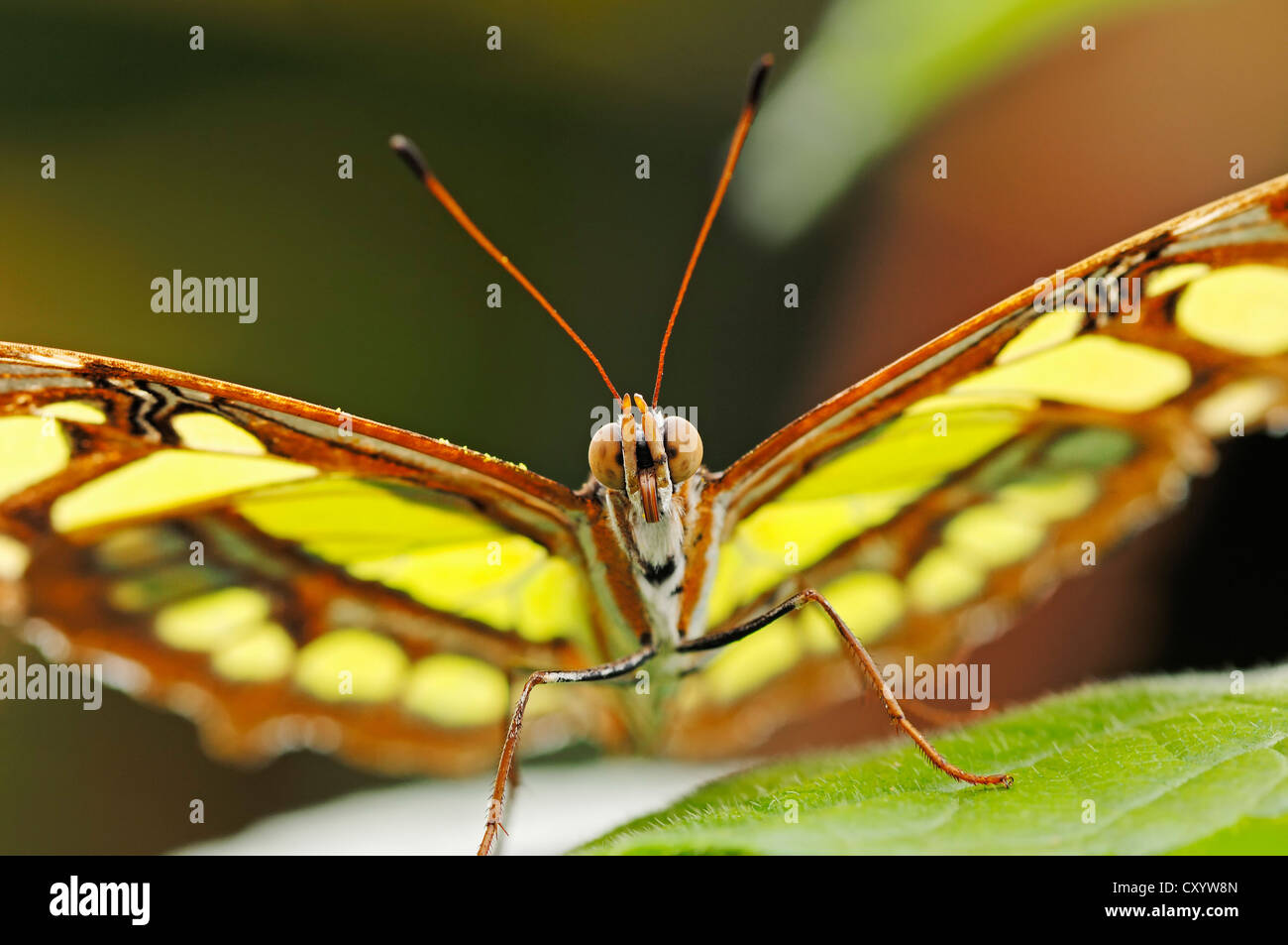 Malaquita Siproeta stelenes (mariposas), nativa de América del Sur, cautiva, Países Bajos, Europa Foto de stock
