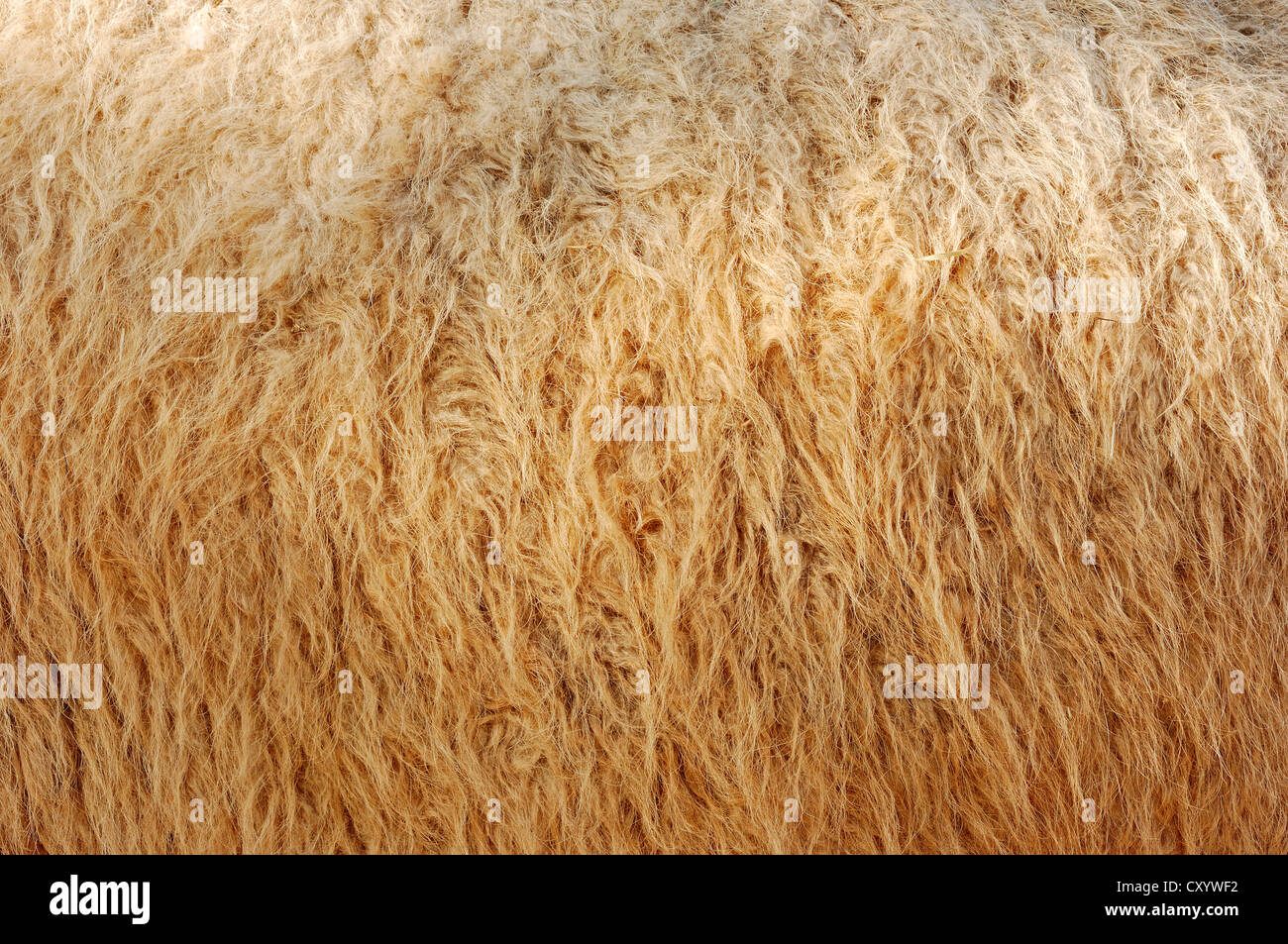 Abrigo de piel de camello fotografías e imágenes de alta resolución - Alamy