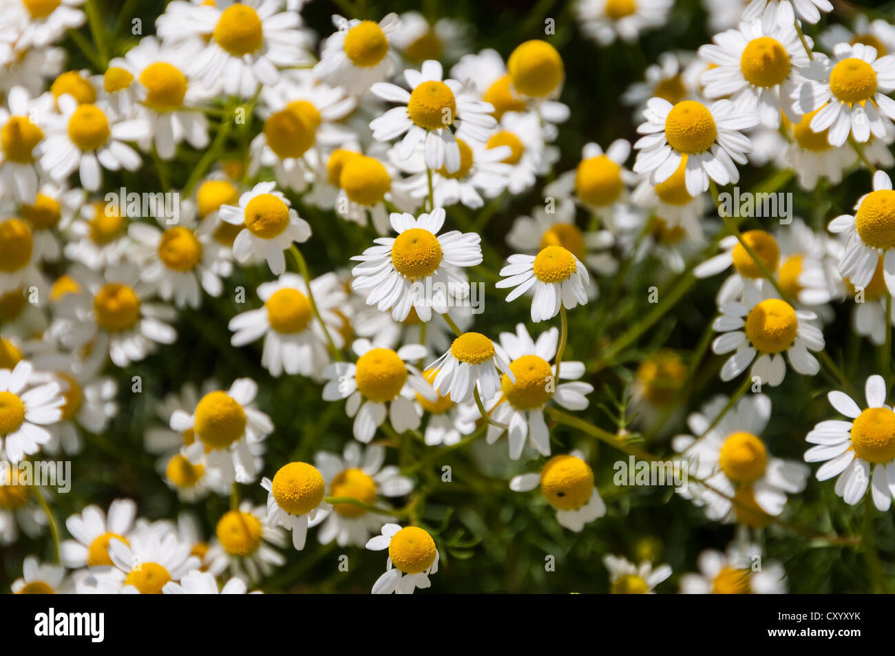 La camomila o manzanilla (Chamomilla recutita), plantas medicinales, Dreieich-Goetzenhain, Hesse ...