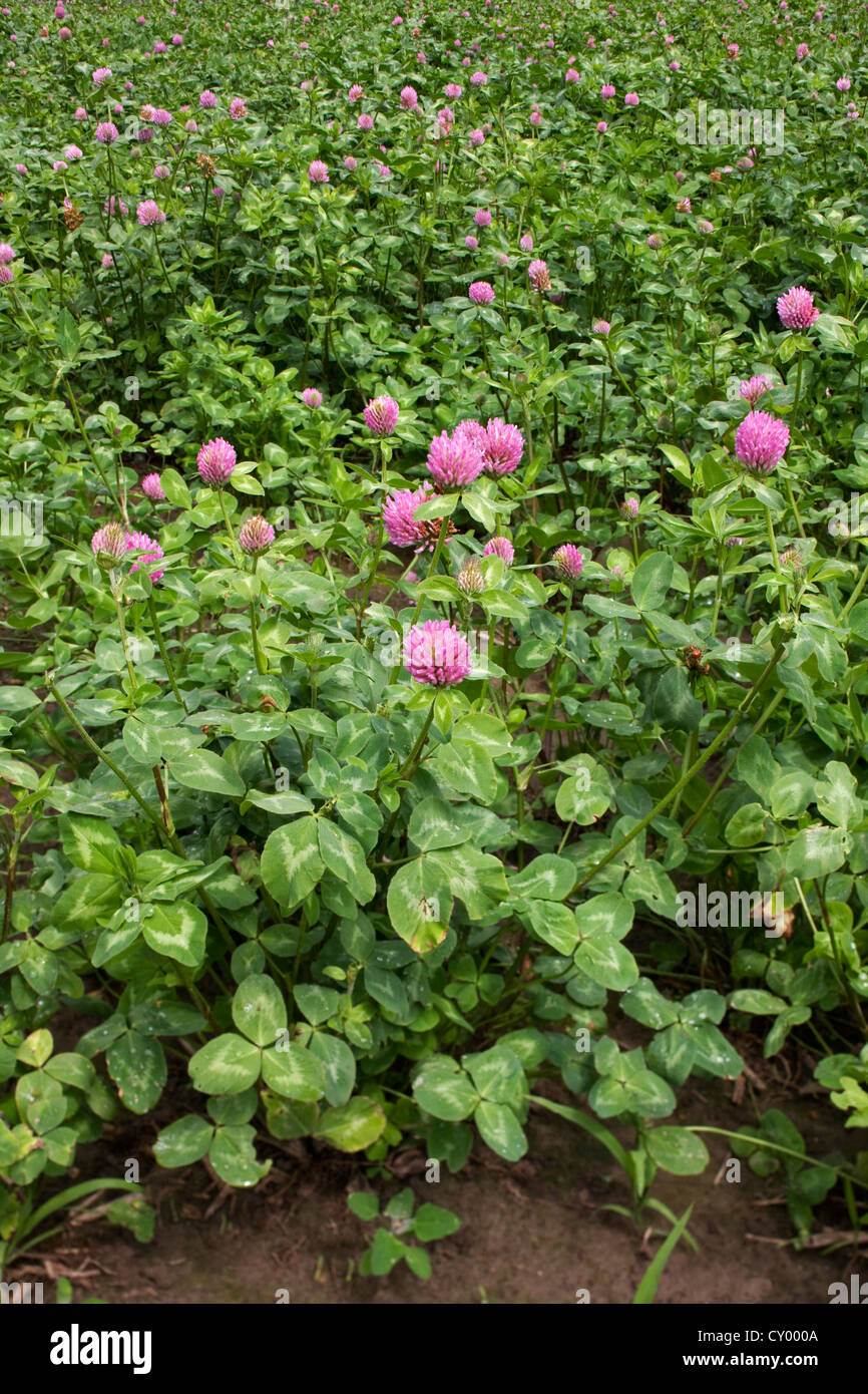 Campo con el trébol rojo (Trifolium pratense) crecido como una cosecha de forraje Foto de stock