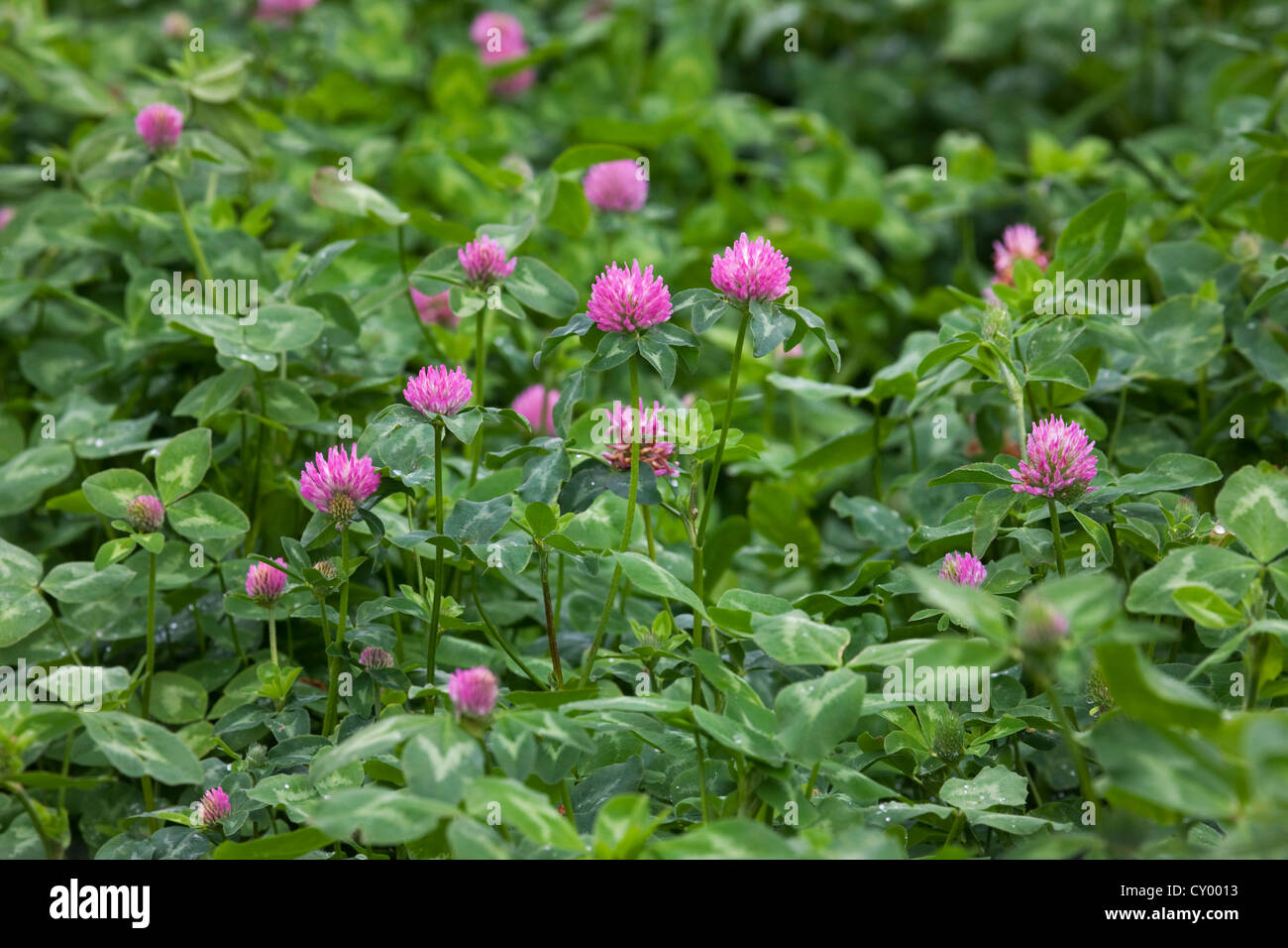 Campo con el trébol rojo (Trifolium pratense) crecido como una cosecha de forraje Foto de stock