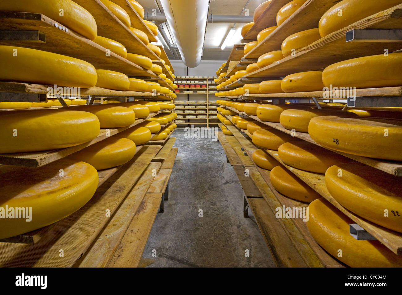 Rueda artesanal de quesos regionales el envejecimiento en los estantes en la quesería, Bélgica Foto de stock