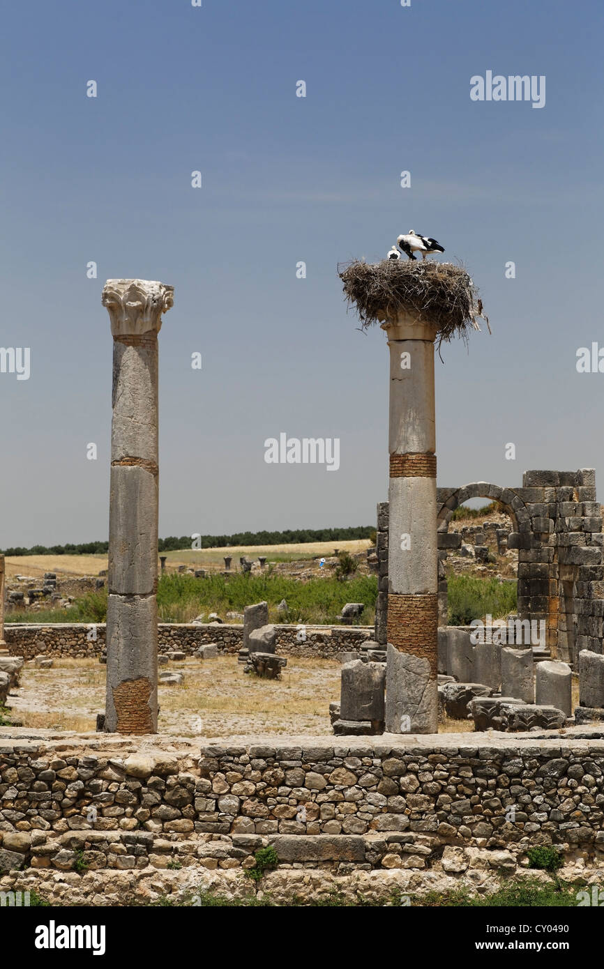La cigüeña (Ciconiidae), anidan en las columnas en el sitio arqueológico romano de Volubilis, Sitio del Patrimonio Mundial de la UNESCO, Meknes Foto de stock