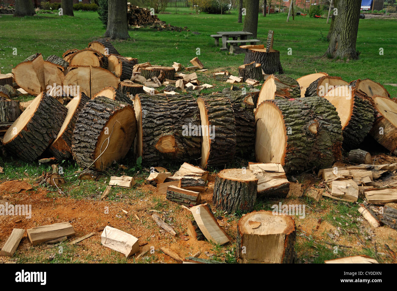Tronco de un árbol de roble cortados en secciones, en un jardín, Voegelsen, Baja Sajonia Foto de stock