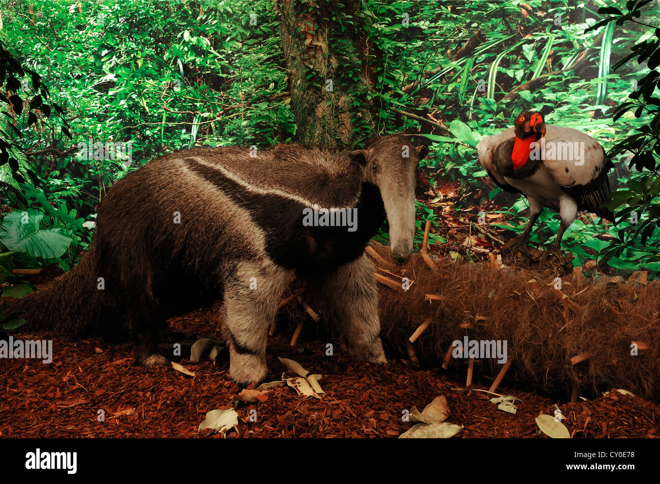 Escena reconstruida de una selva sudamericana con animales de peluche, Sur o Tamandua Collared oso hormiguero (Tamandua Foto de stock