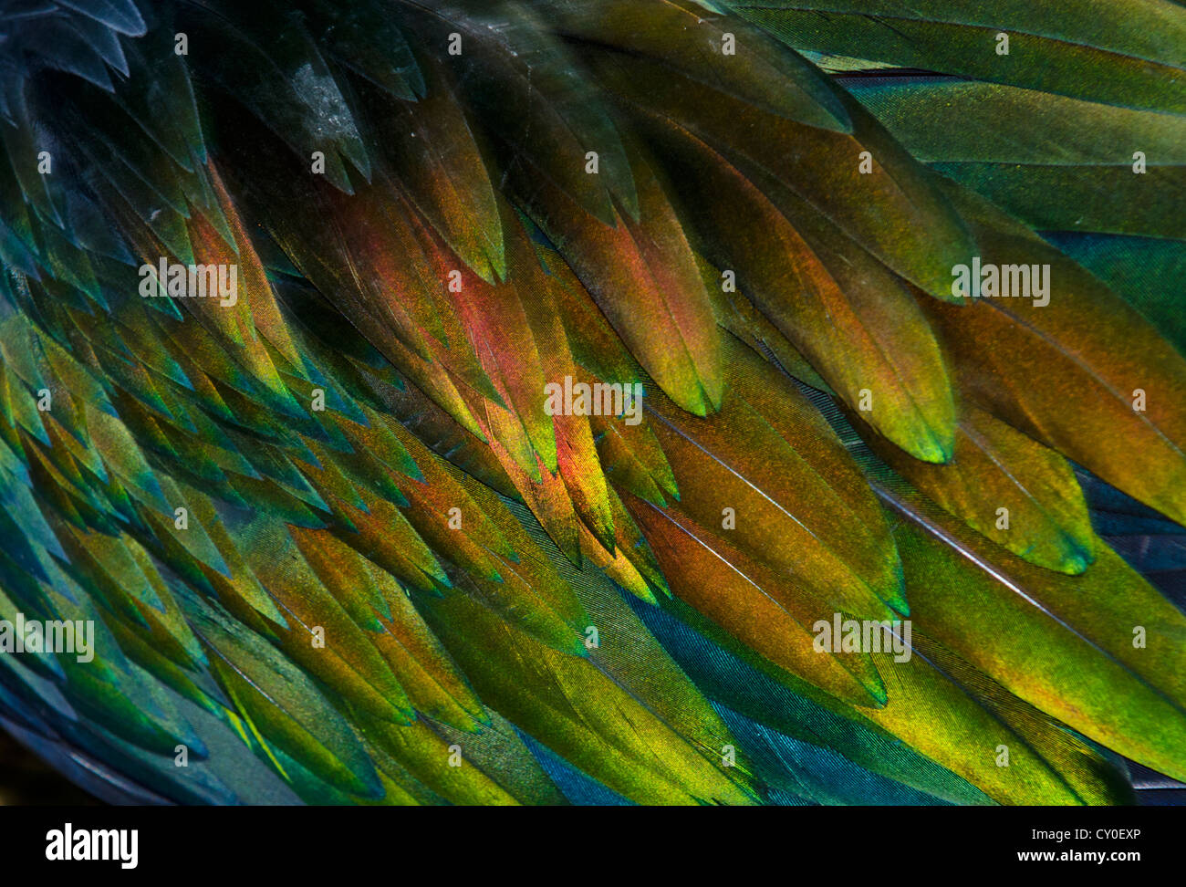Detalle de plumas de Paloma de Nicobar (Caloenas nicobarica) Foto de stock