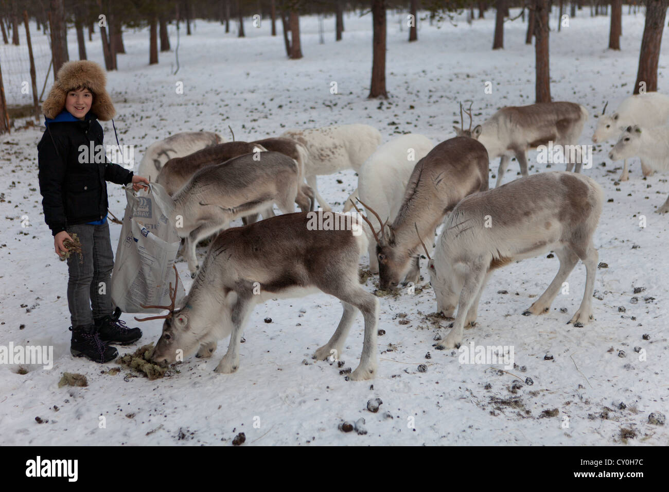 Los renos en el norte de Finlandia Foto de stock