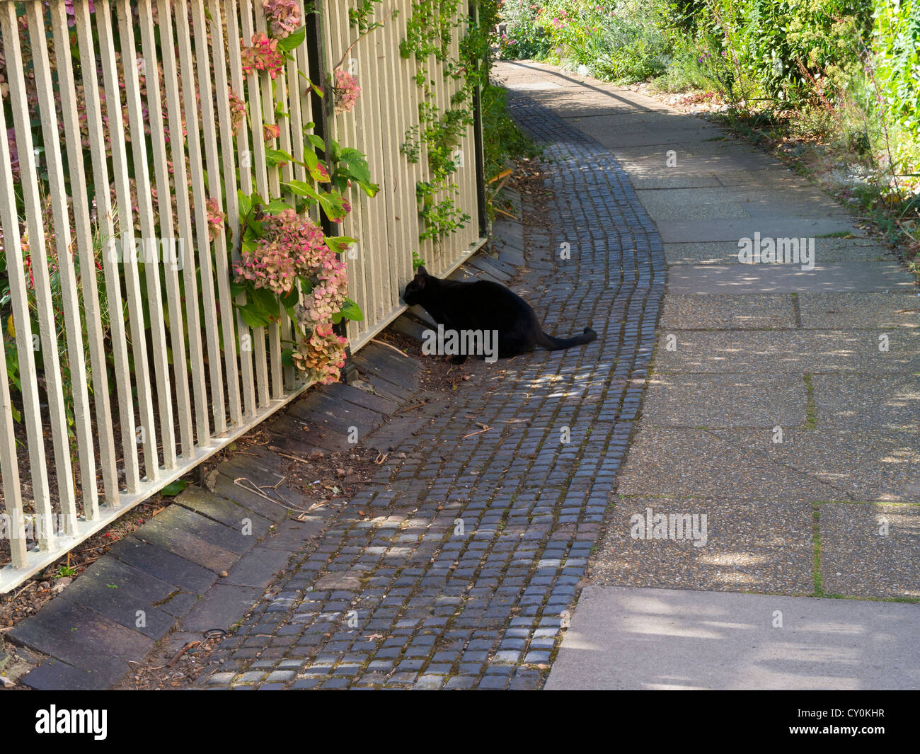 Gato negro mirando a través de una valla. Un curioso gato negro mira a través de una valla metálica en un trazado en Rye, Sussex. Foto de stock