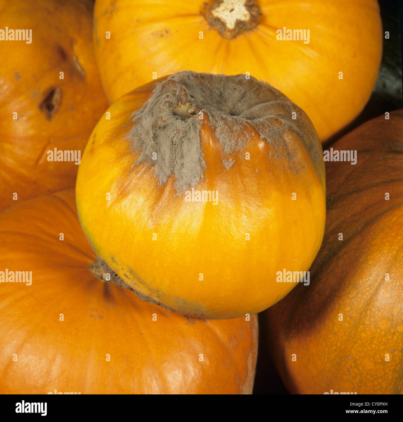 El moho gris, Botrytis cinerea, infección de frutos de calabaza Foto de stock