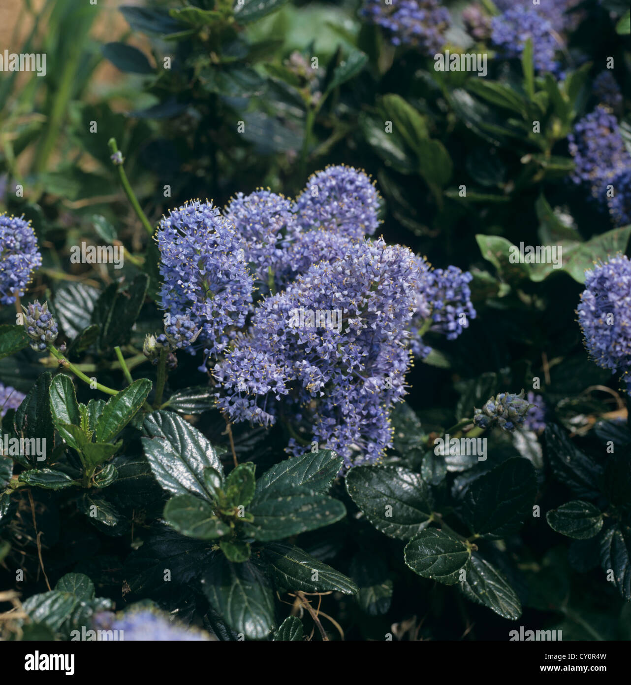 Flores de color azul bajo un arbusto ornamental postrados thyrisiflorus Ceanothus repens var Foto de stock