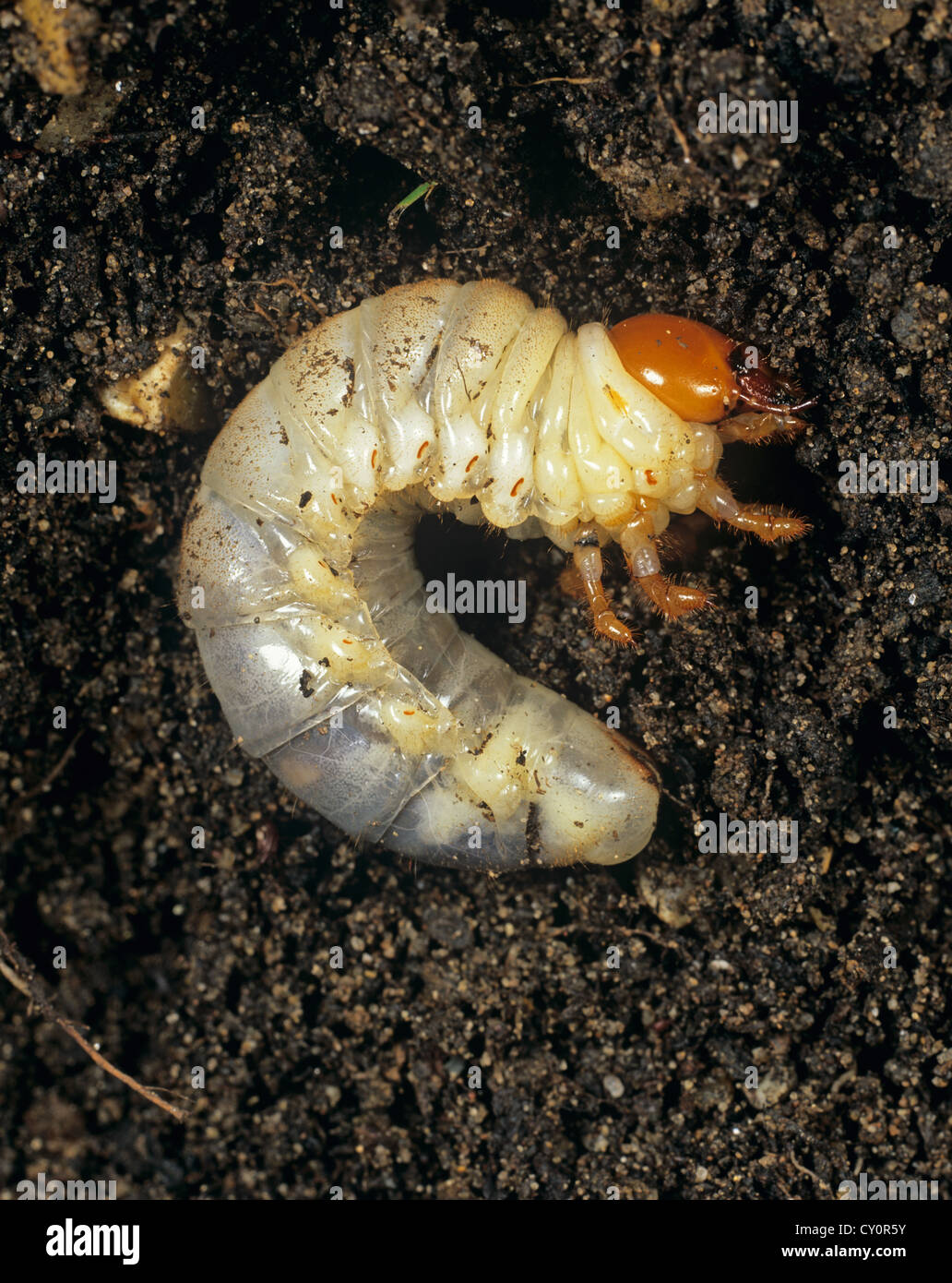 Cockchafer, Melolontha melolontha europeo, larva, grub en el suelo Foto de stock