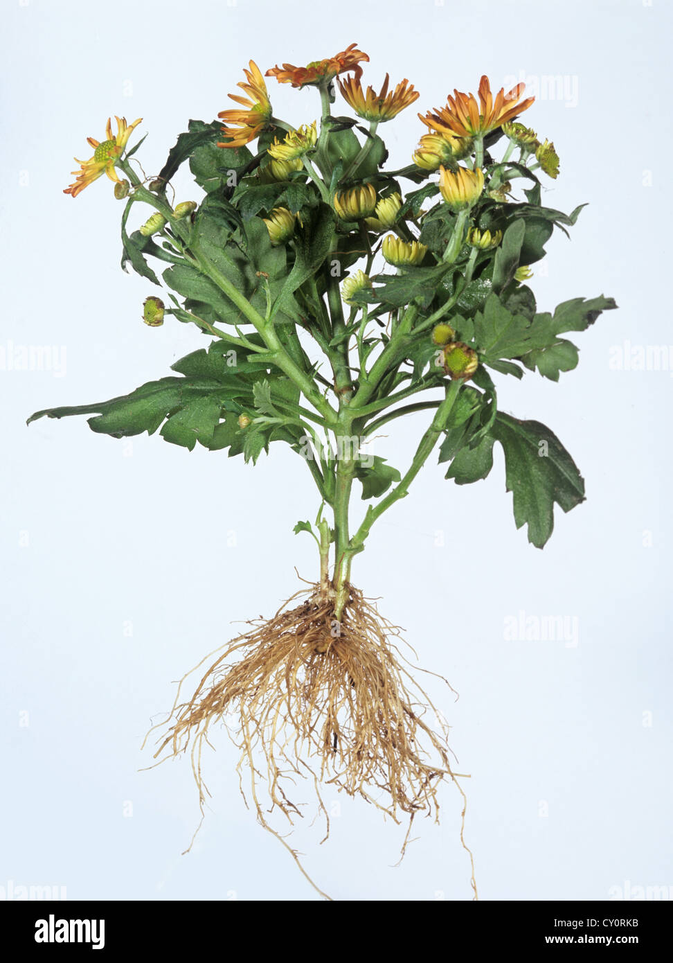 Planta de crisantemo mostrando flores, follajes y raíces contra un fondo blanco. Foto de stock