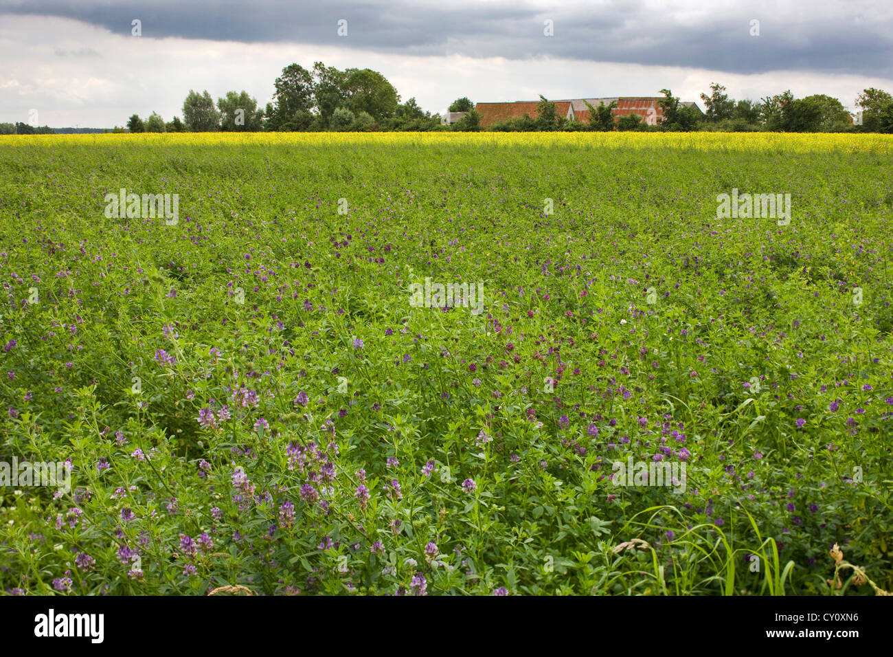 Campo con alfalfa / alfalfa (Medicago sativa), usado como forraje para el ganado, Bélgica Foto de stock