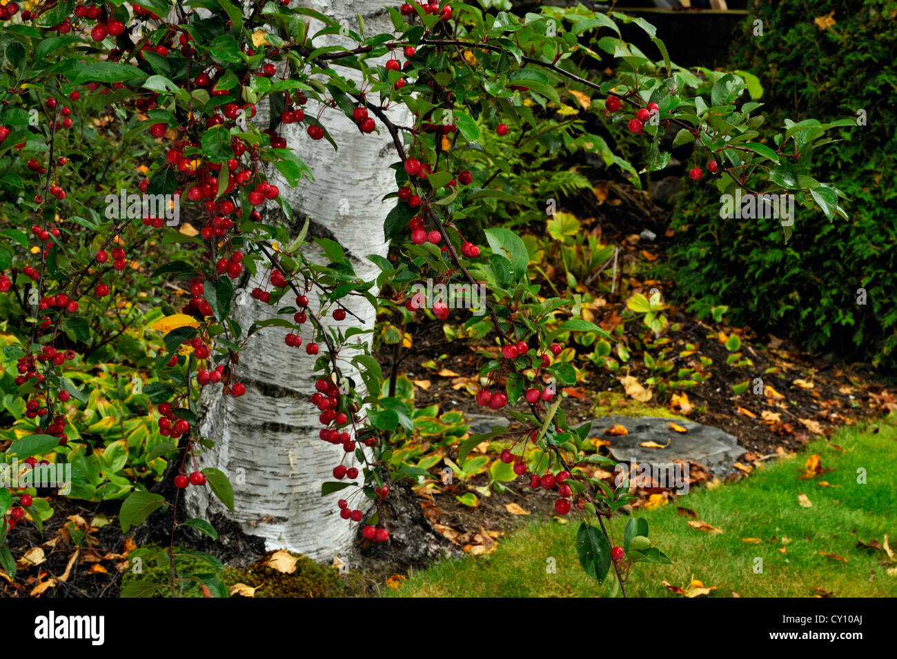Jardín naturalizada a finales del verano- Crabapples, mayor en Sudbury, Ontario, Canadá Foto de stock