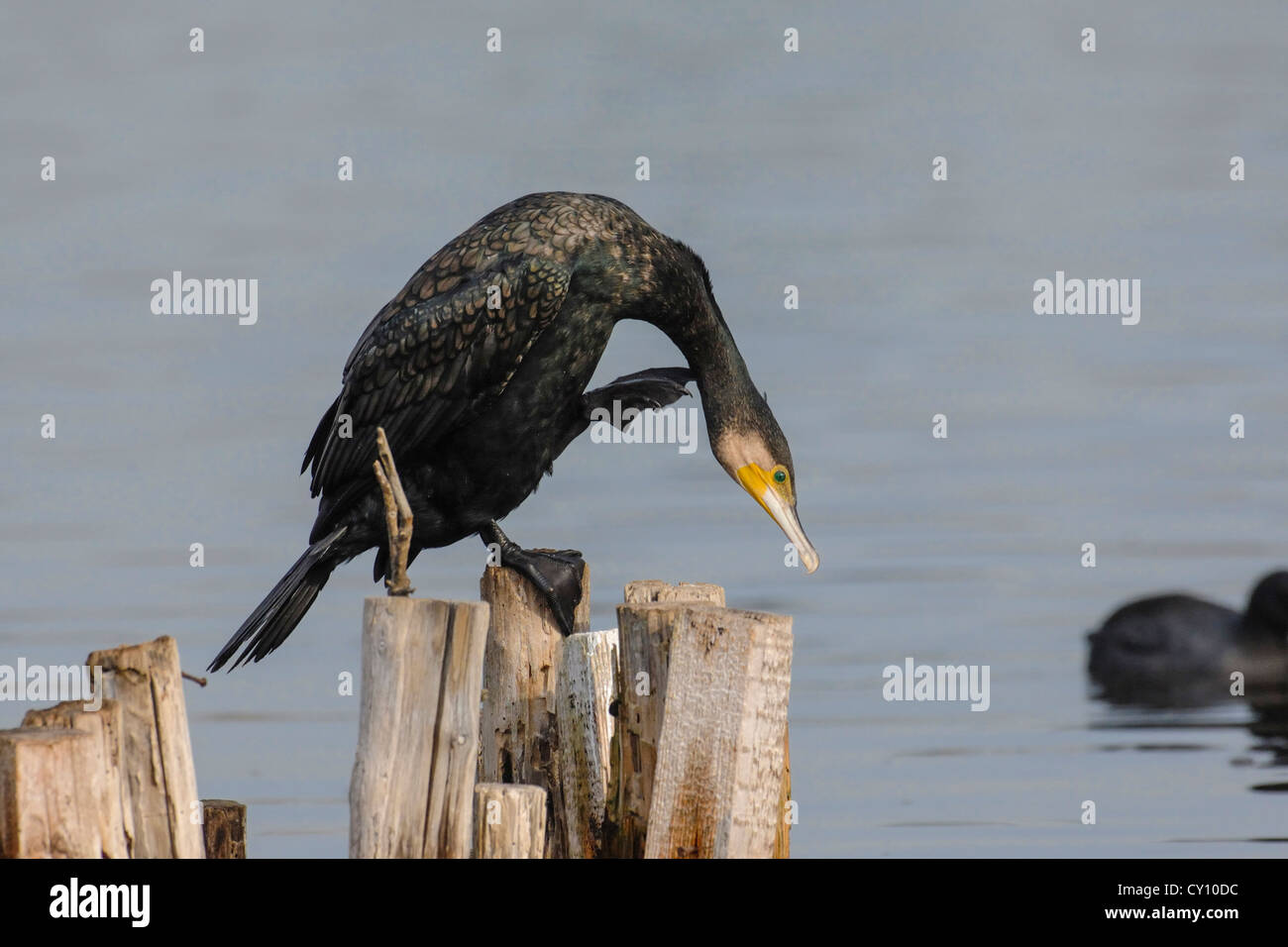 Cabras En El Stagno Di Cabras Fotos e Imágenes de stock Alamy