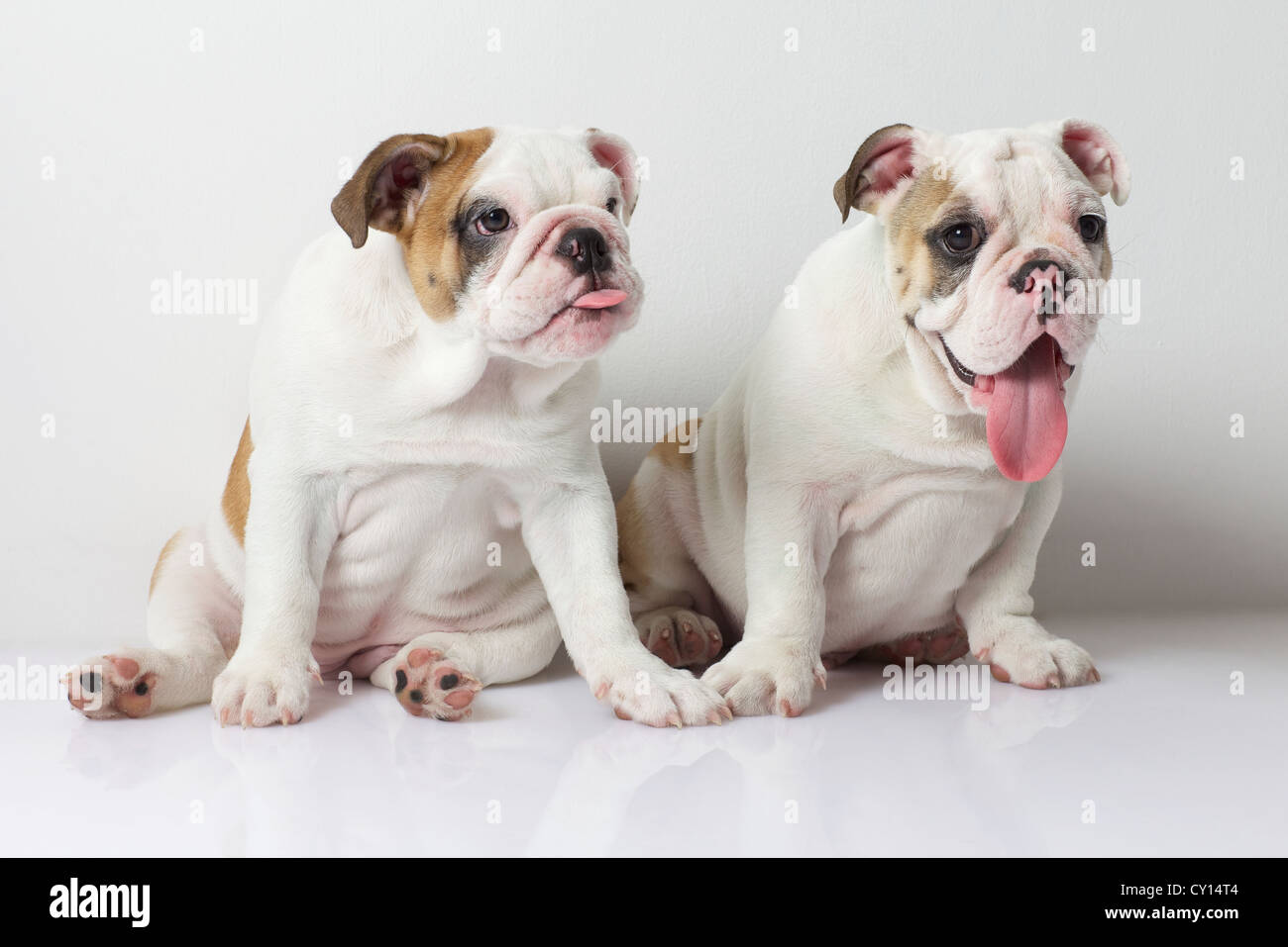 Dos cachorros Bulldog Inglés. Foto de stock