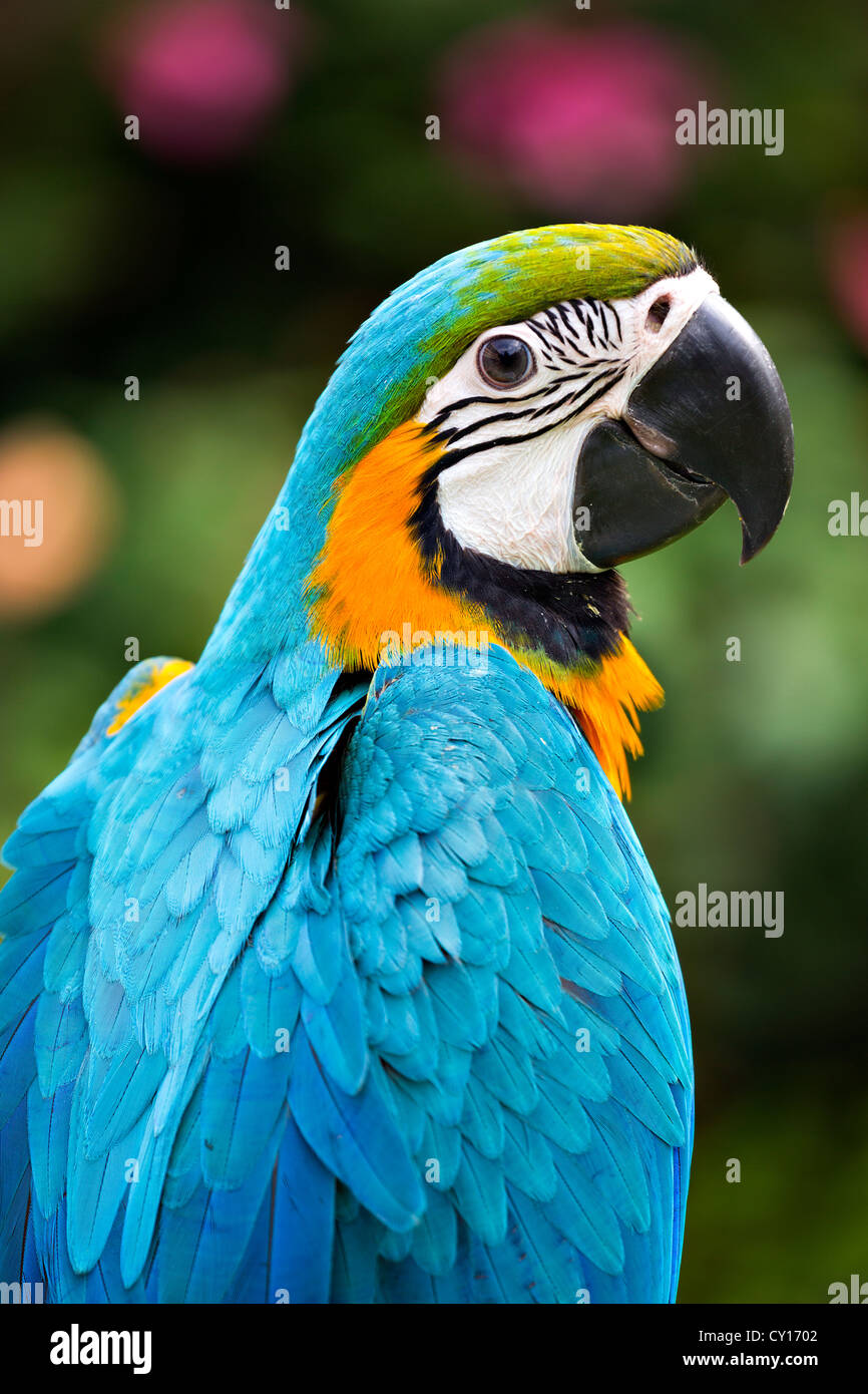 Bebe Guacamayo Fotos E Imagenes De Stock Alamy