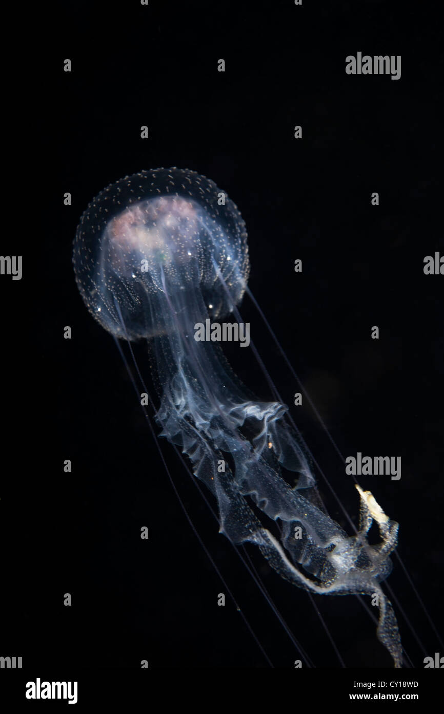 Las medusas luminiscentes, Pelagia noctiluca, Misool, Papua Occidental, Indonesia Foto de stock