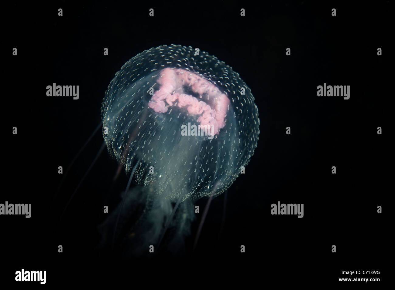 Las medusas luminiscentes, Pelagia noctiluca, Misool, Papua Occidental, Indonesia Foto de stock
