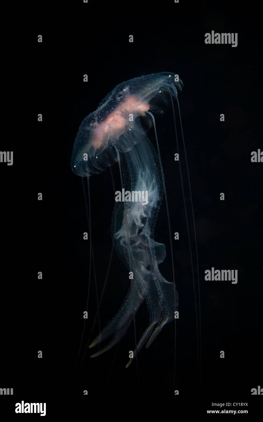 Las medusas luminiscentes, Pelagia noctiluca, Misool, Papua Occidental, Indonesia Foto de stock