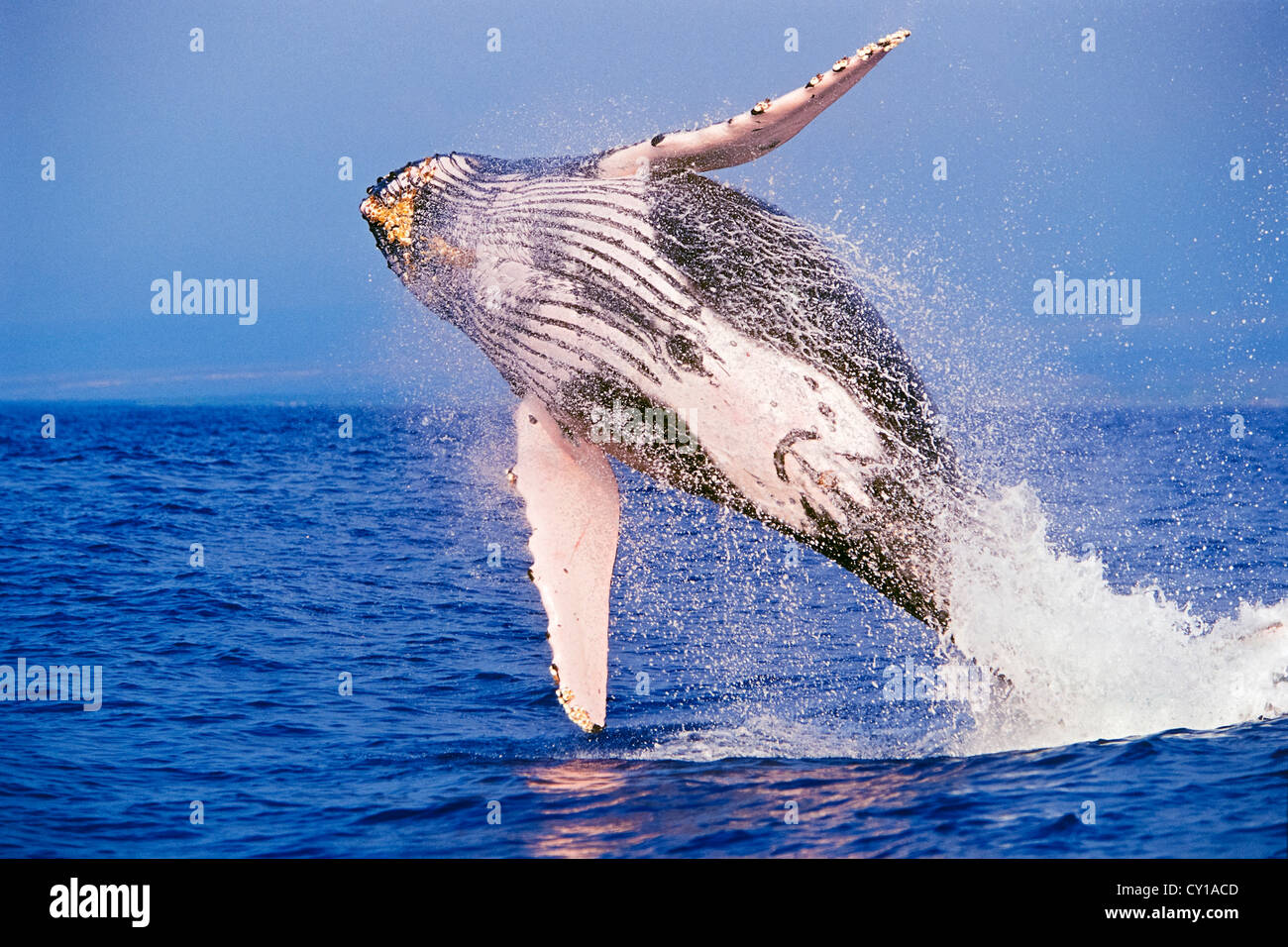 Infringir la ballena jorobada, Megaptera novaeangliae, Hawaii, EE.UU. Foto de stock