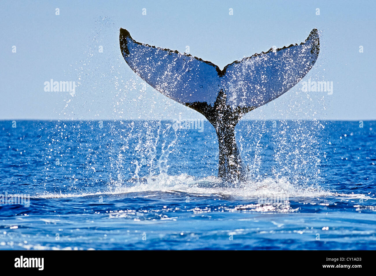 Fluke de ballena jorobada, Megaptera novaeangliae, Hawaii, EE.UU. Foto de stock