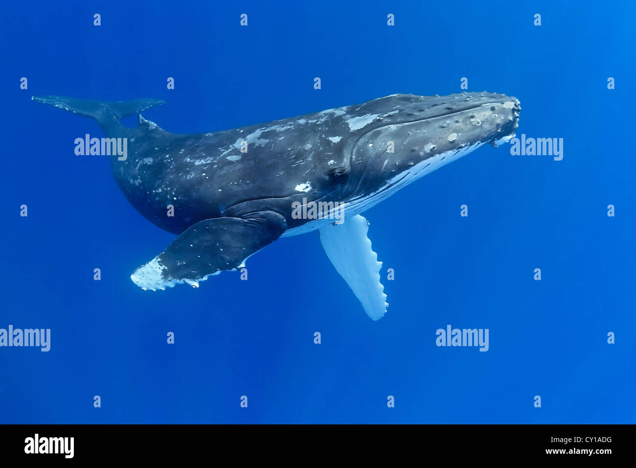 La ballena jorobada, Megaptera novaeangliae, Hawaii, EE.UU. Foto de stock