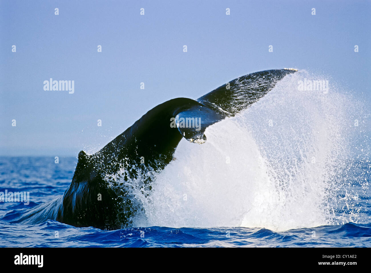 Fluke de ballena jorobada, Megaptera novaeangliae, Hawaii, EE.UU. Foto de stock