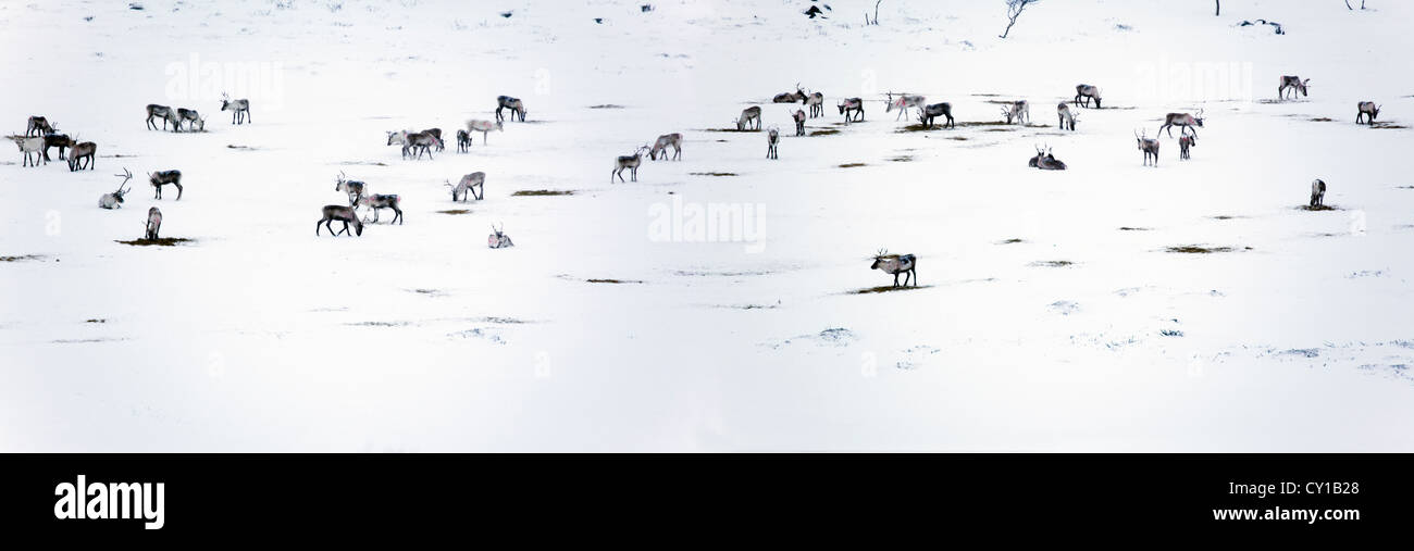 Los renos en el norte de Finlandia Foto de stock