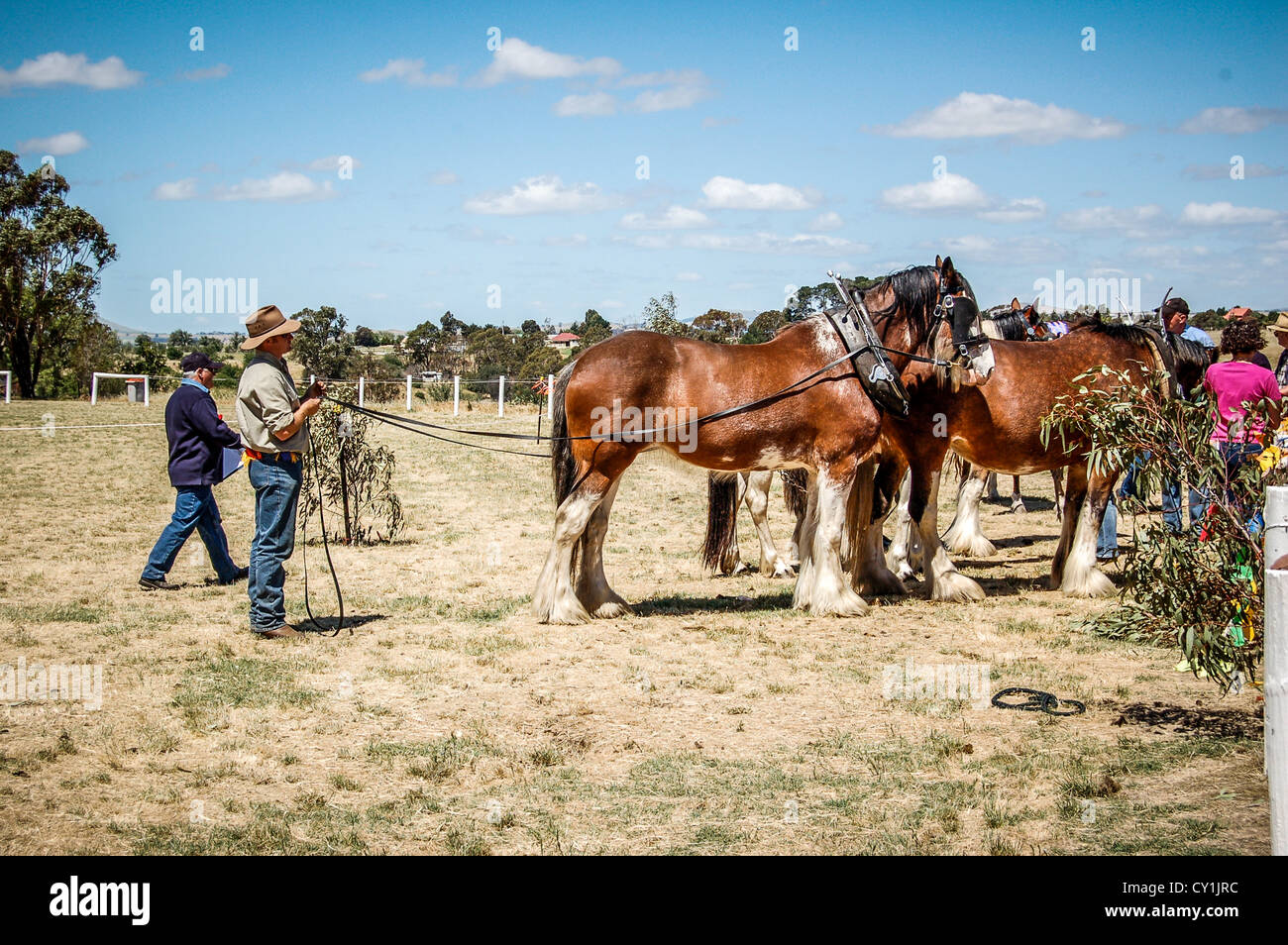 Caballo de trabajo competencia anual feria rural Clunes Show en Clunes, Victoria, Australia. Foto de stock