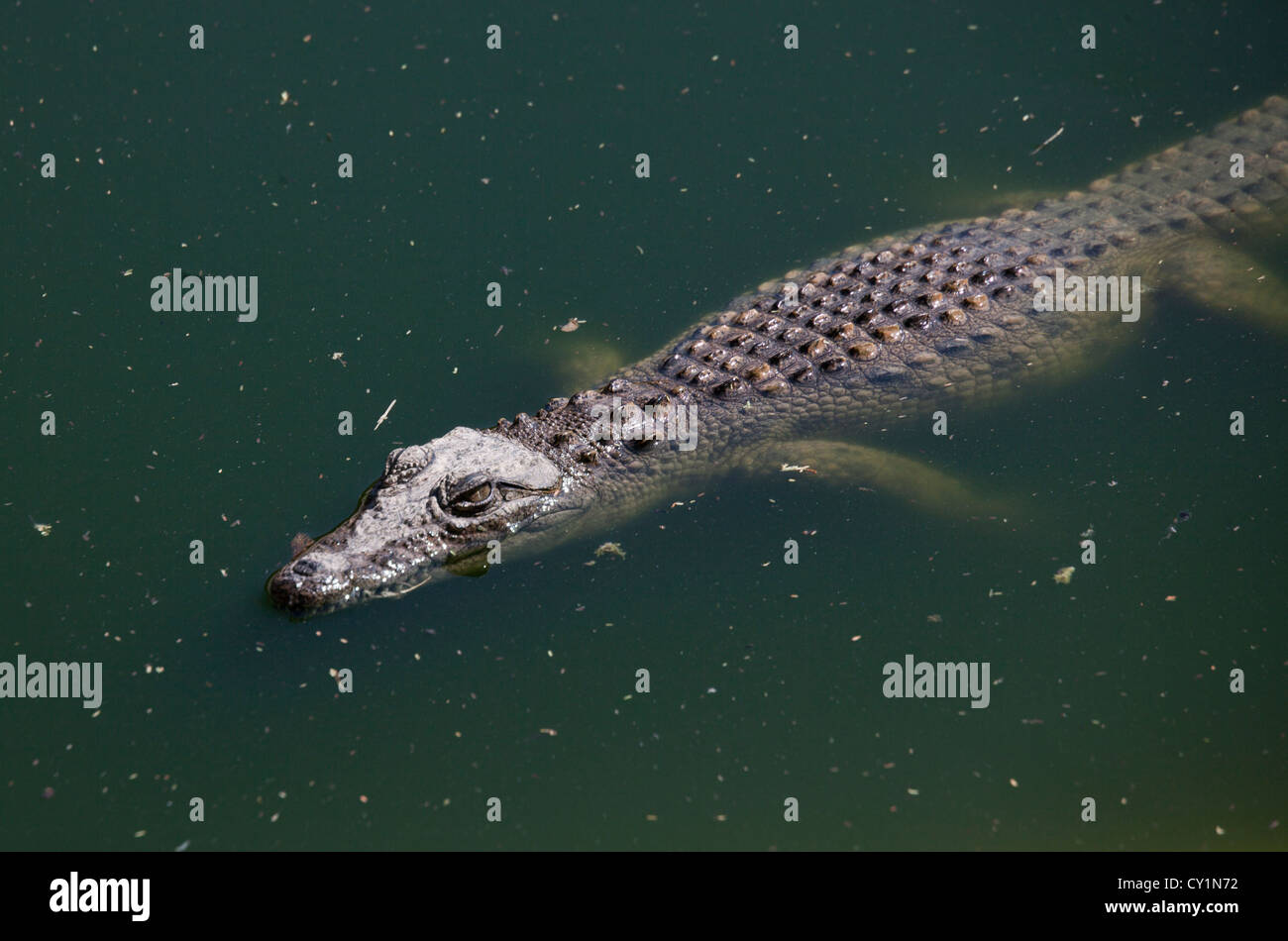 Granja de cría crocodil en otjiwarongo, Namibia Foto de stock