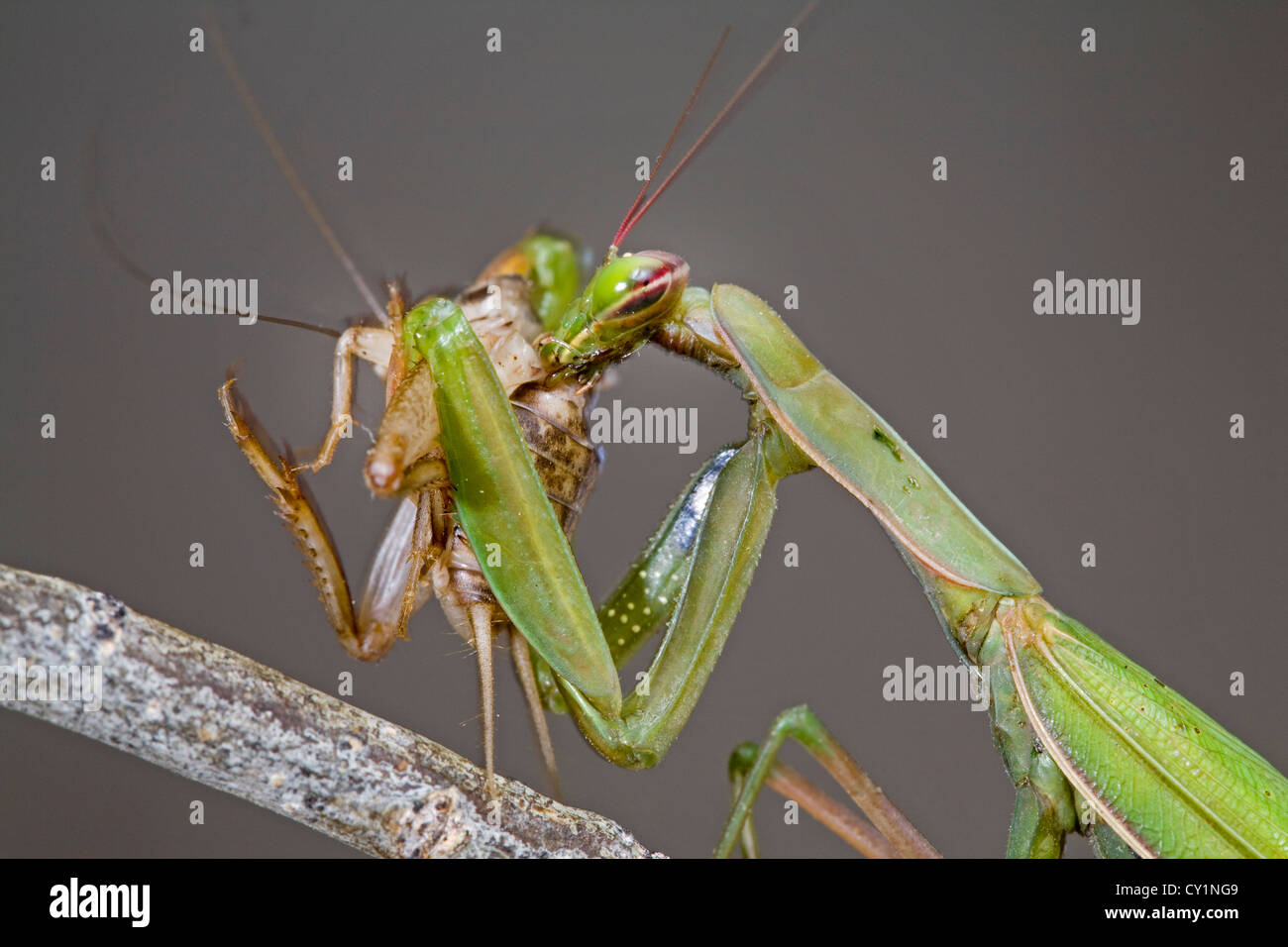 Una mantis comiendo un grillo Foto de stock